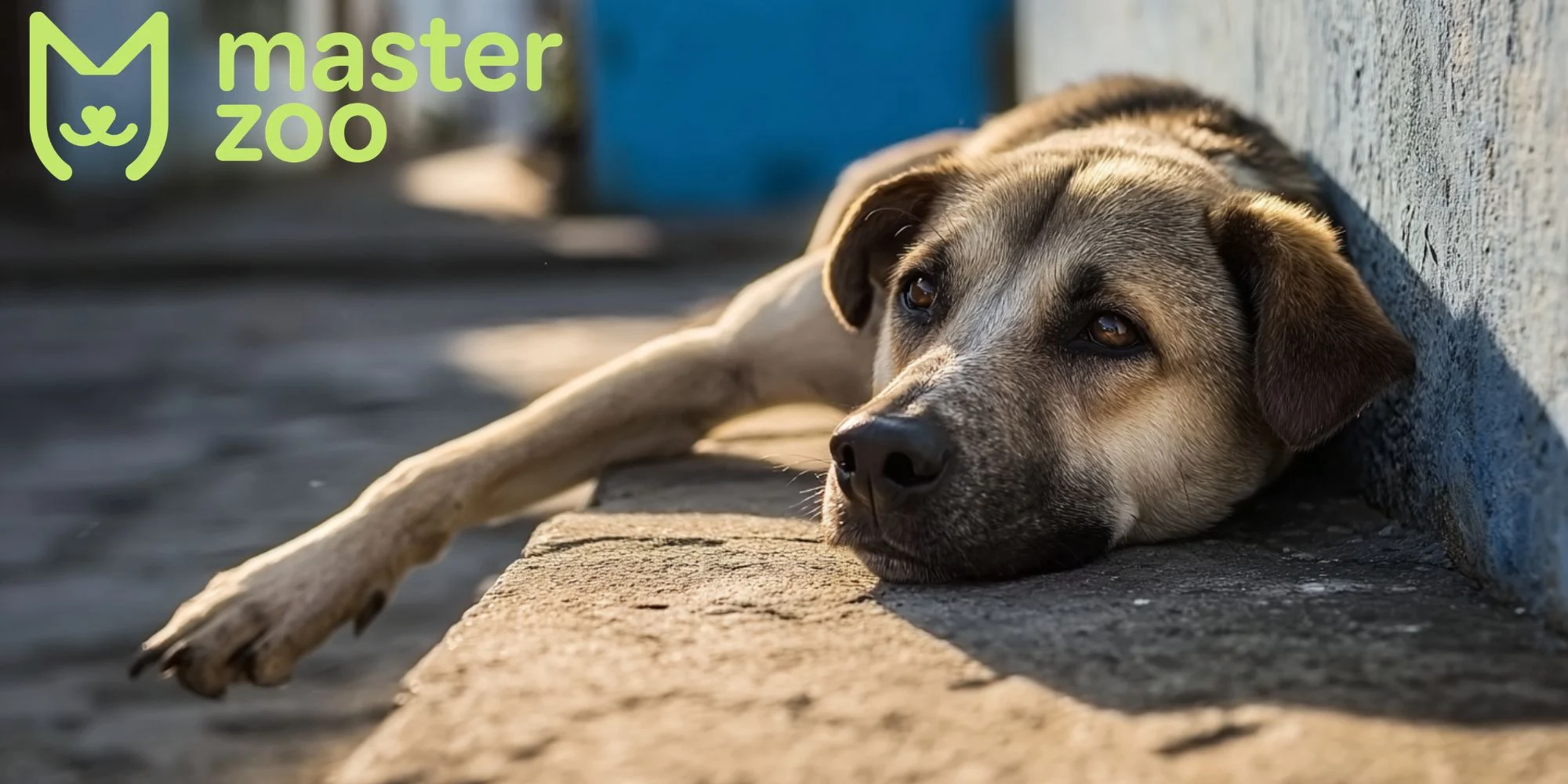 все що потрібно знати про збудника сказу |  MasterZoo