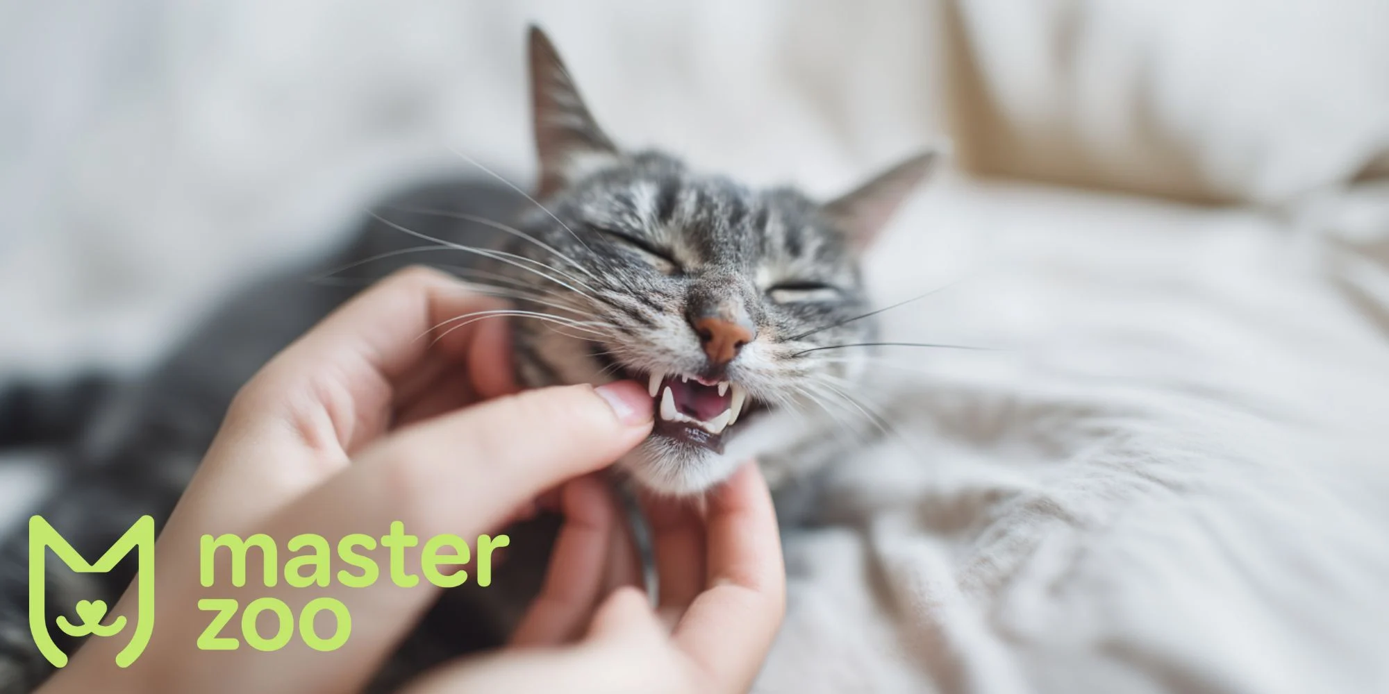 уход за зубами кошки | MasterZoo