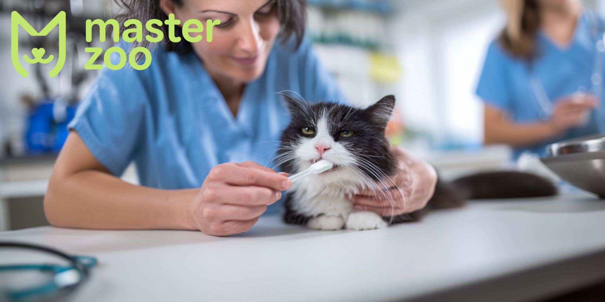 чем опасен зубной налет у кота | MasterZoo