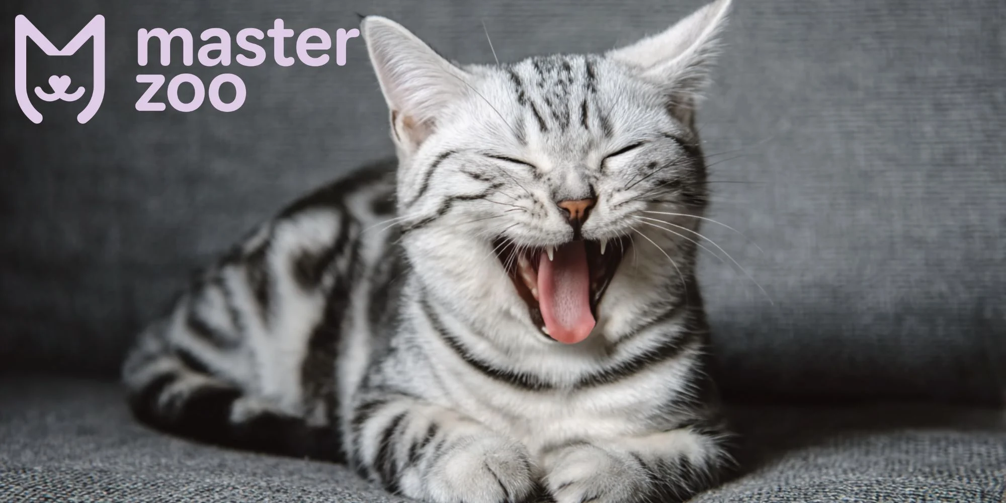 что делать если кошка чихает | MasterZoo