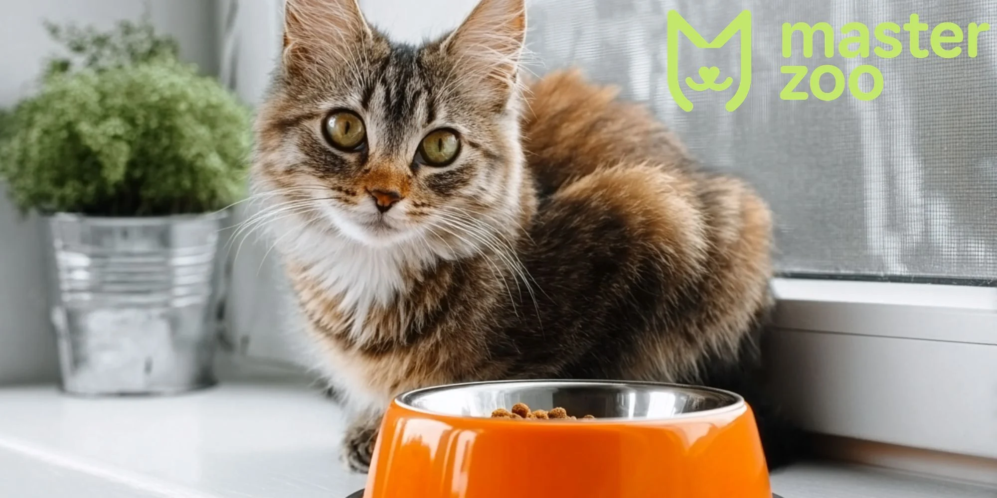 норма корму для кота | MasterZoo