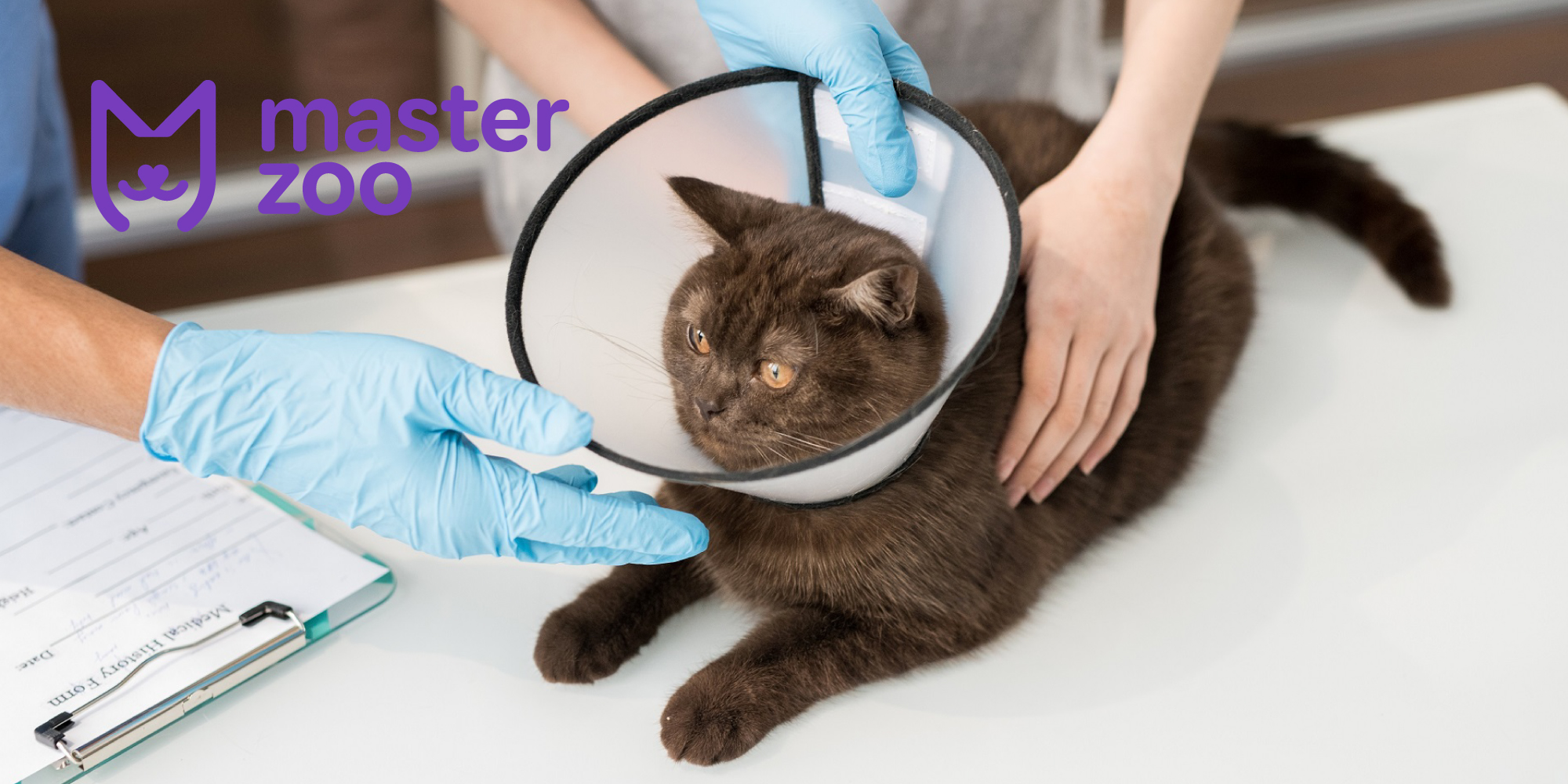 Особливочті годування стерилізованих котів | Зоомагазин MasterZoo