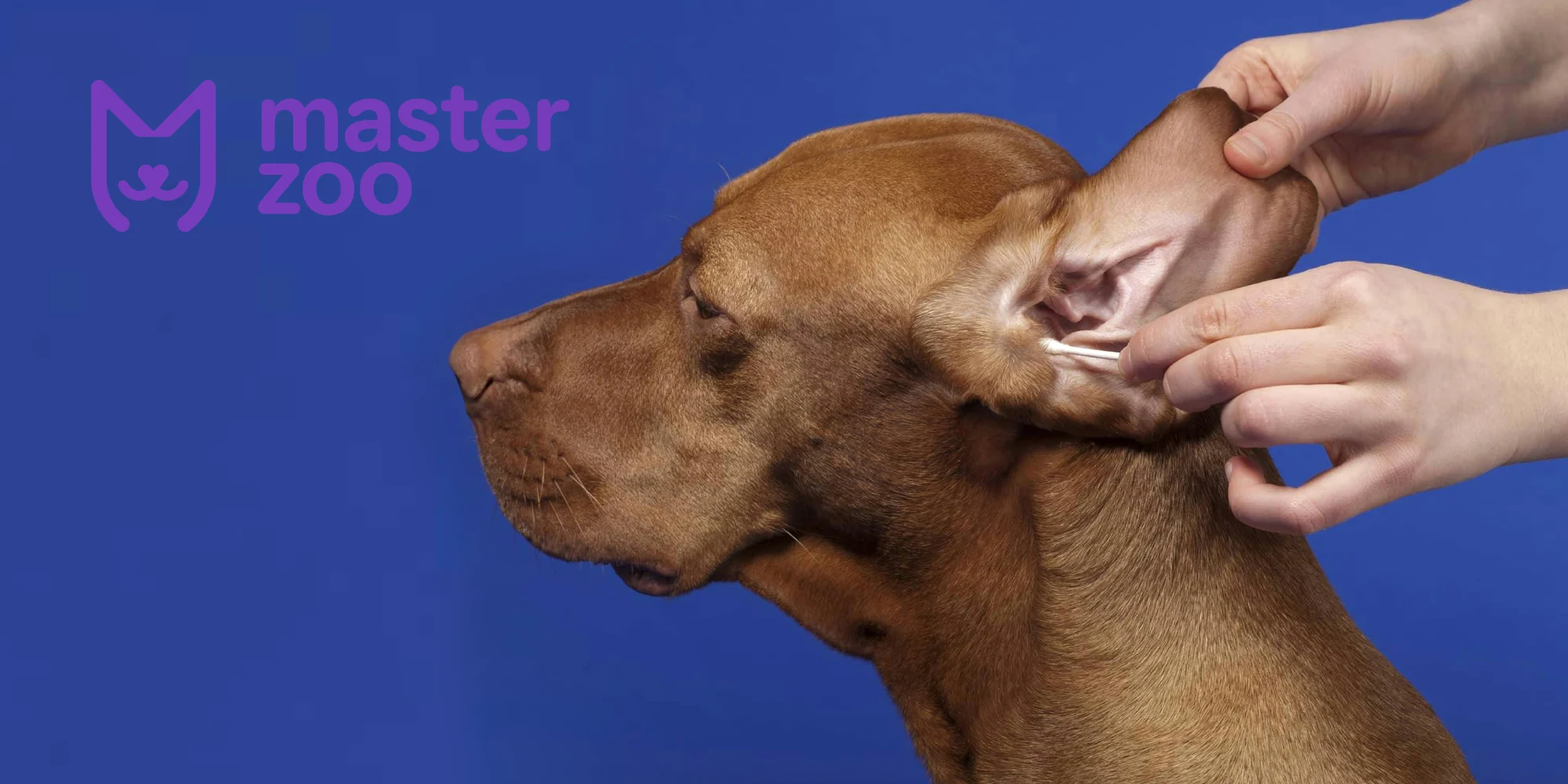 Ушной клещ у собаки |  MasterZoo