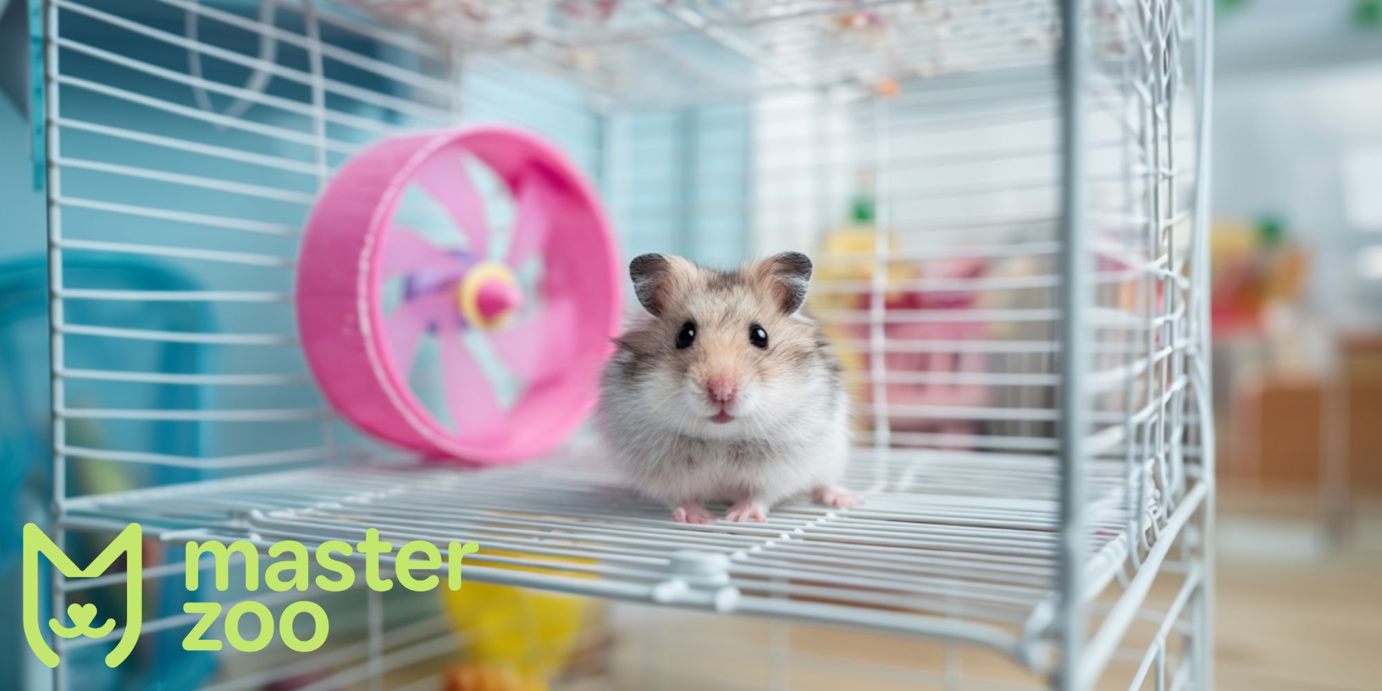 як вибрати клітку з урахуванням виду гризуна | MasterZoo