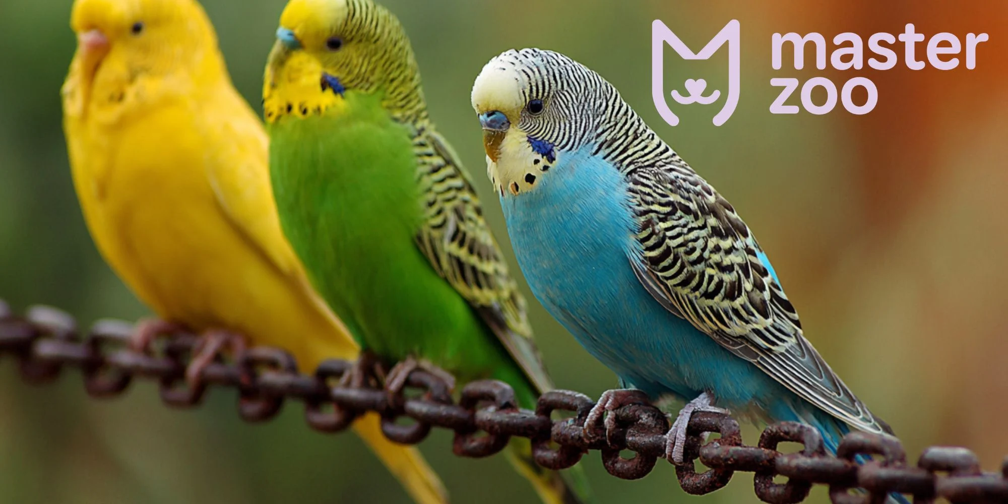 хвилястий папуга | MasterZoo
