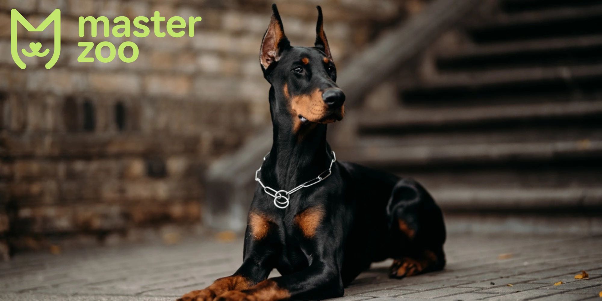 содержание добнрмана | MasterZoo