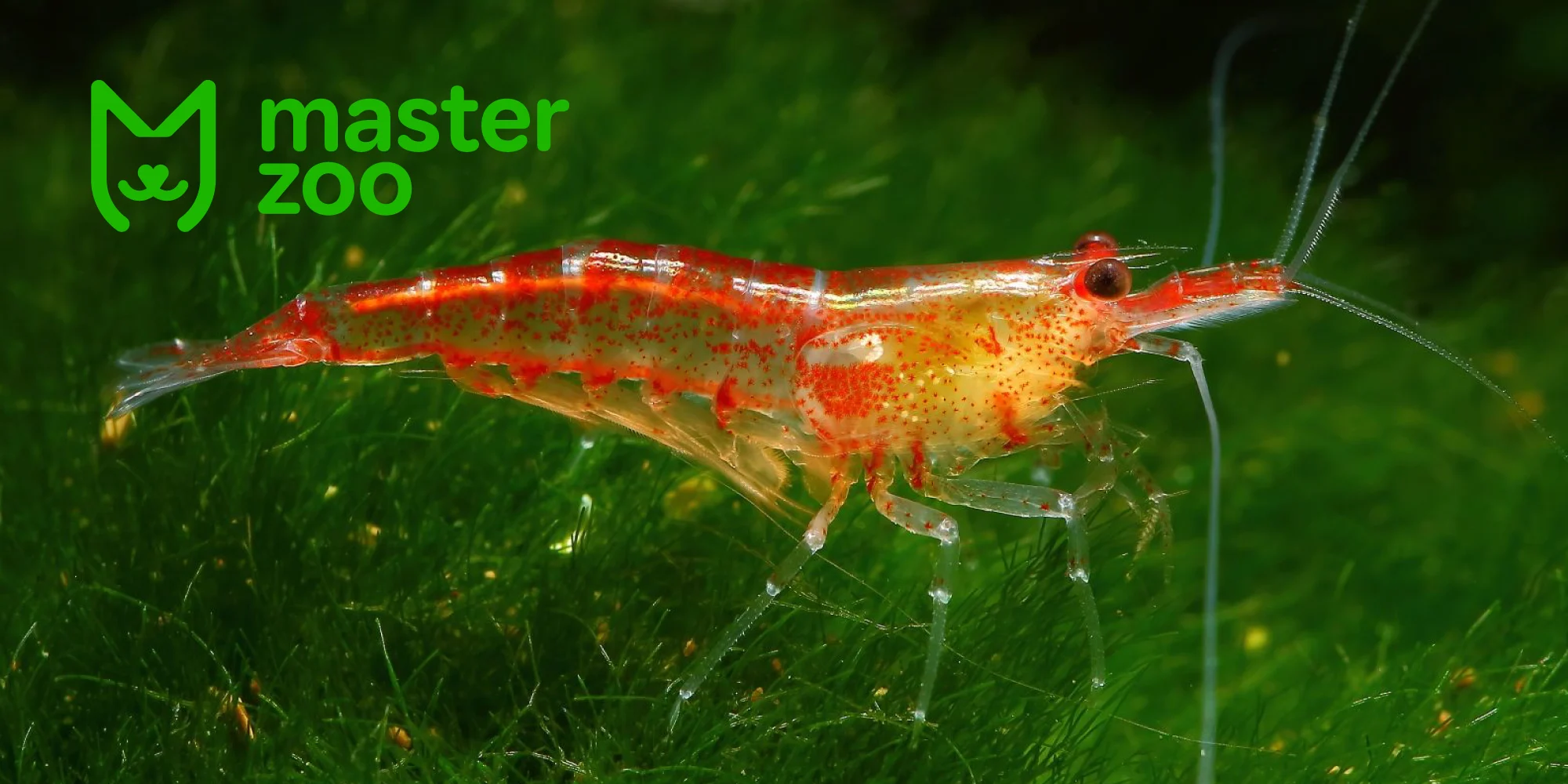 кркветка вишня | MasterZoo