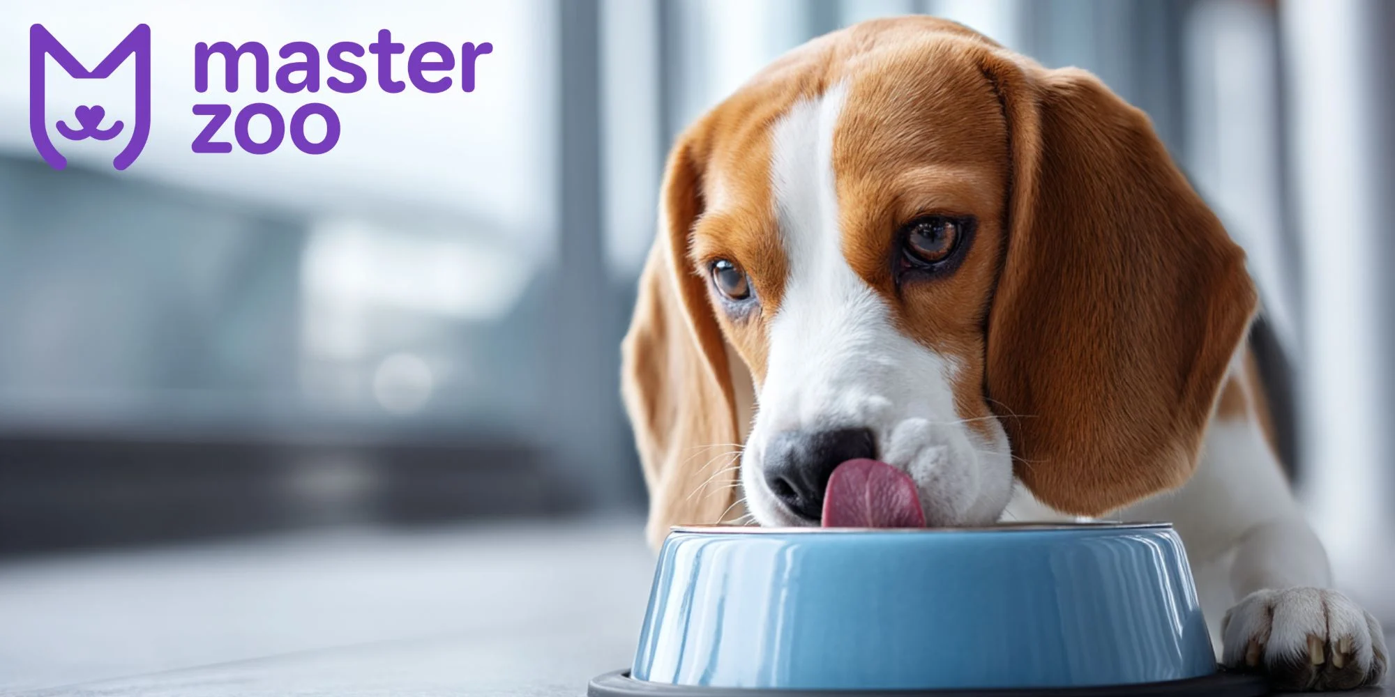 чим годувати собаку бігль | MasterZoo