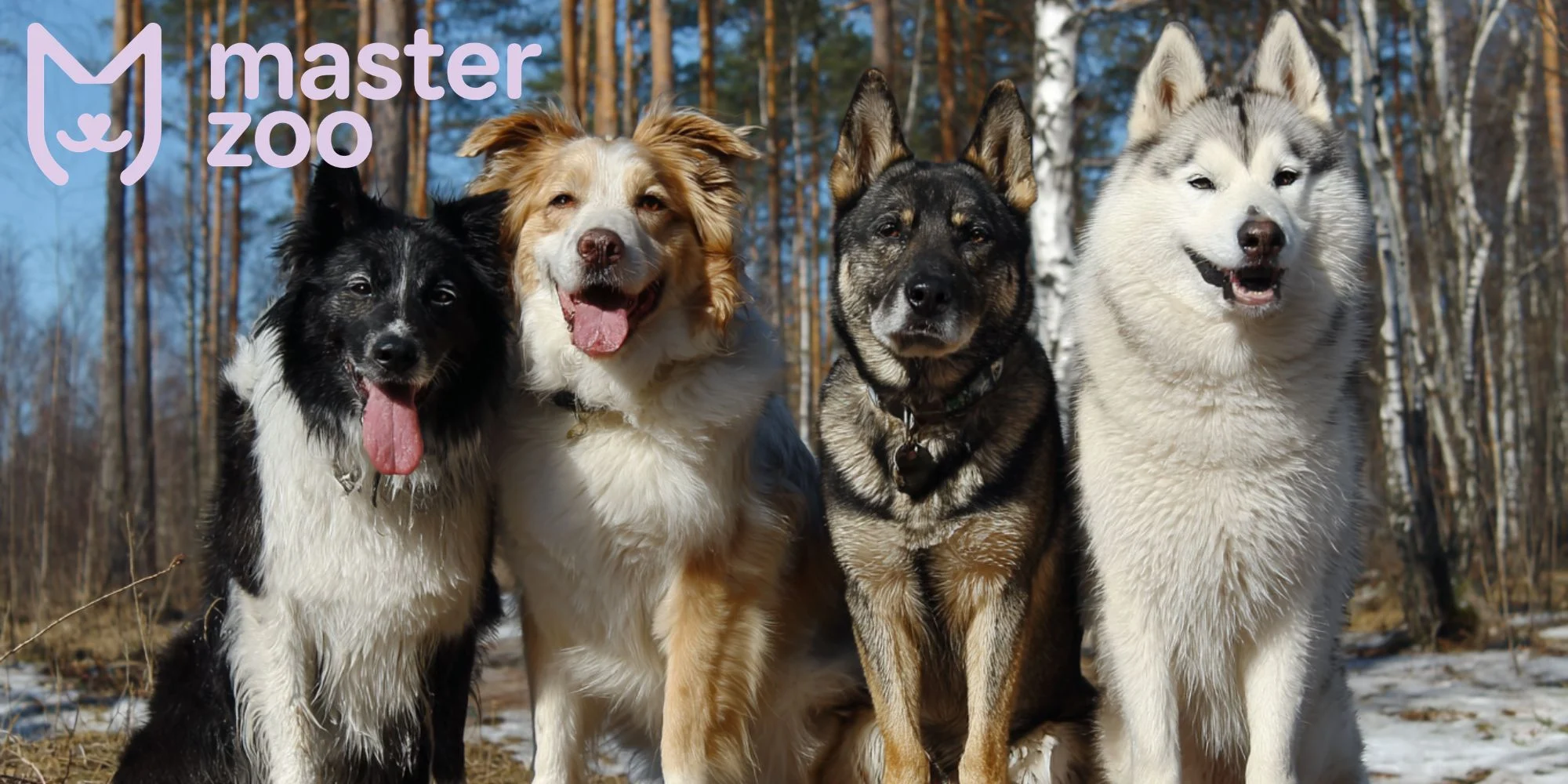 Собакисреднего размера | MasterZoo