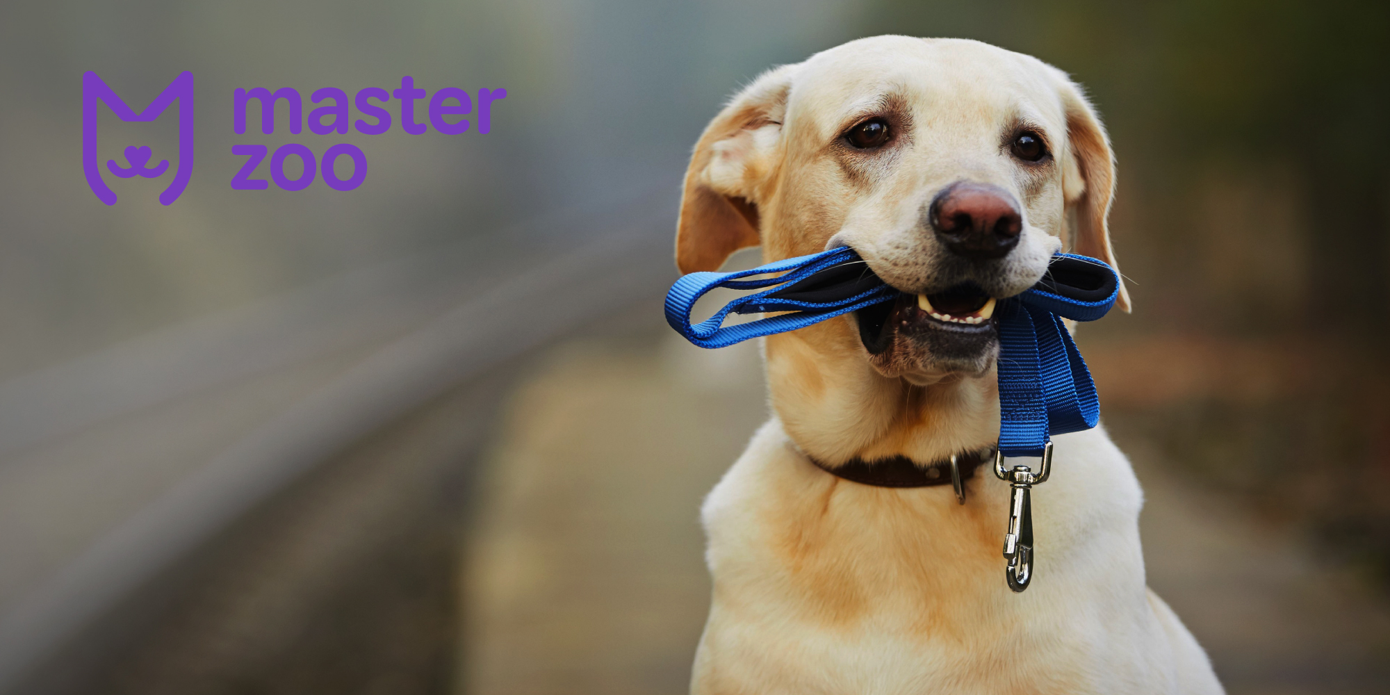 Навички які дозволять навчити собаку гуляти без повідця| MasterZoo