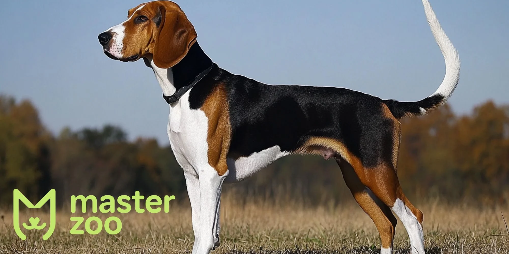 Английский фоксхаунд | MasterZoo