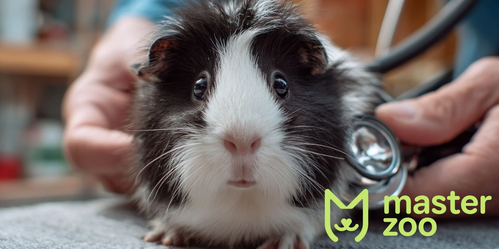 Мочекаменная болезнь свинок | MasterZoo