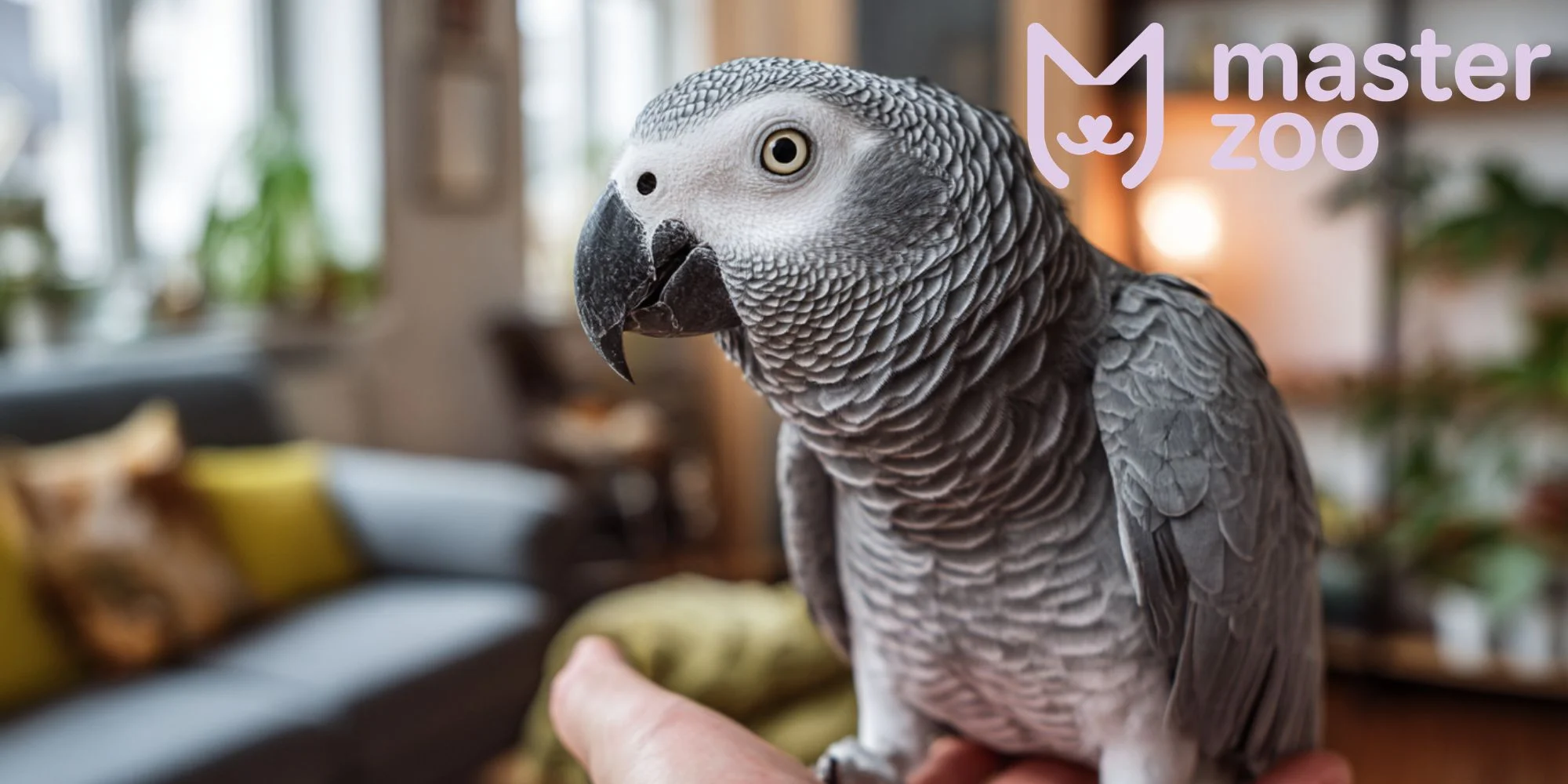 Жако | MasterZoo