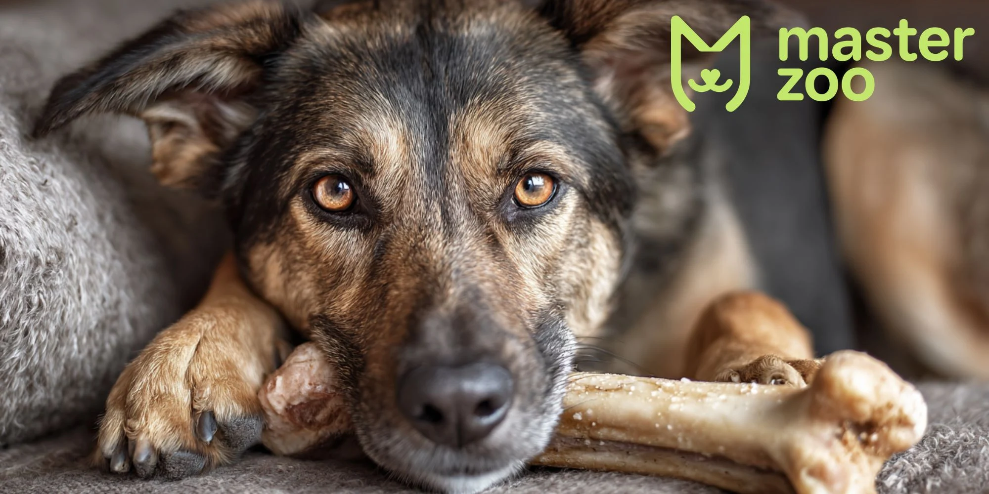 які кості можна давать собаці | MasterZoo