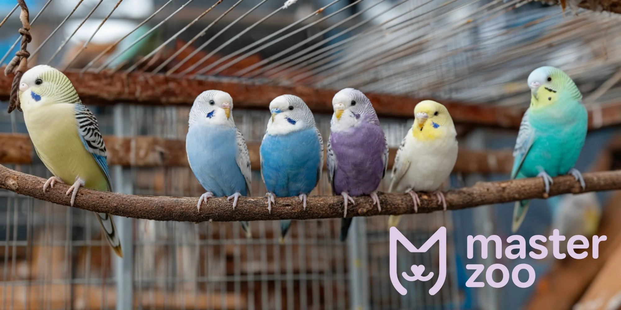 попугай | MasterZoo