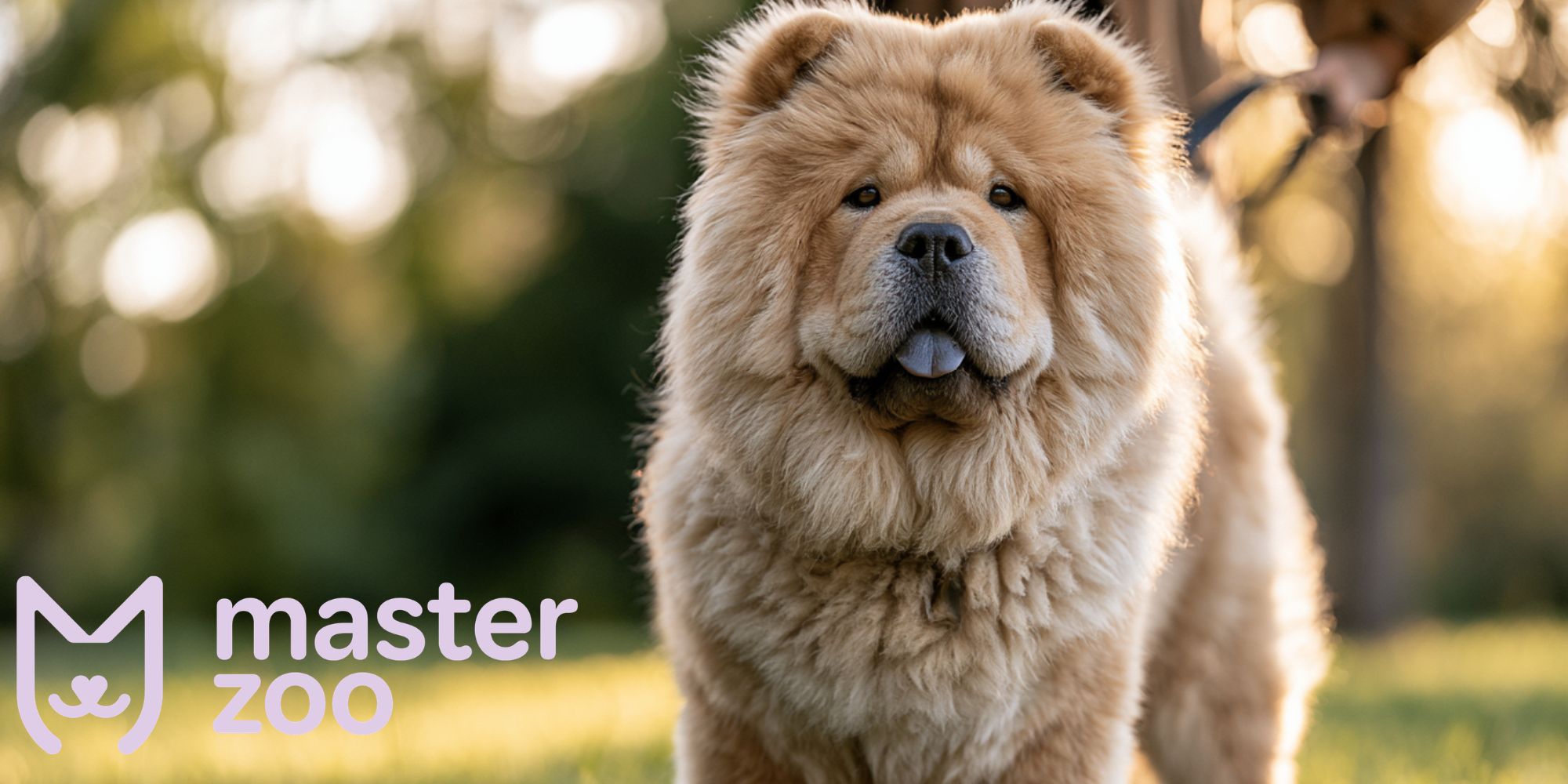 характер і особливості утримання Чау-чау |  MasterZoo 