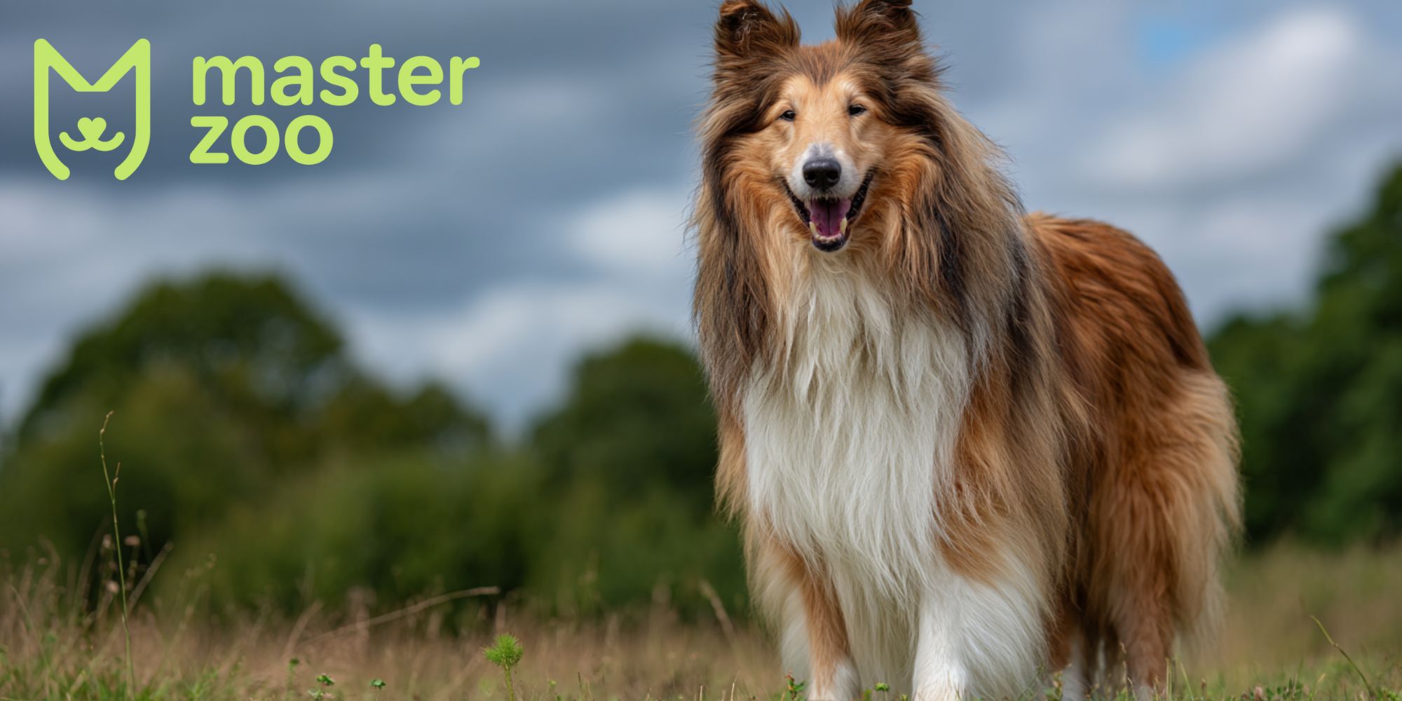 колли | MasterZoo