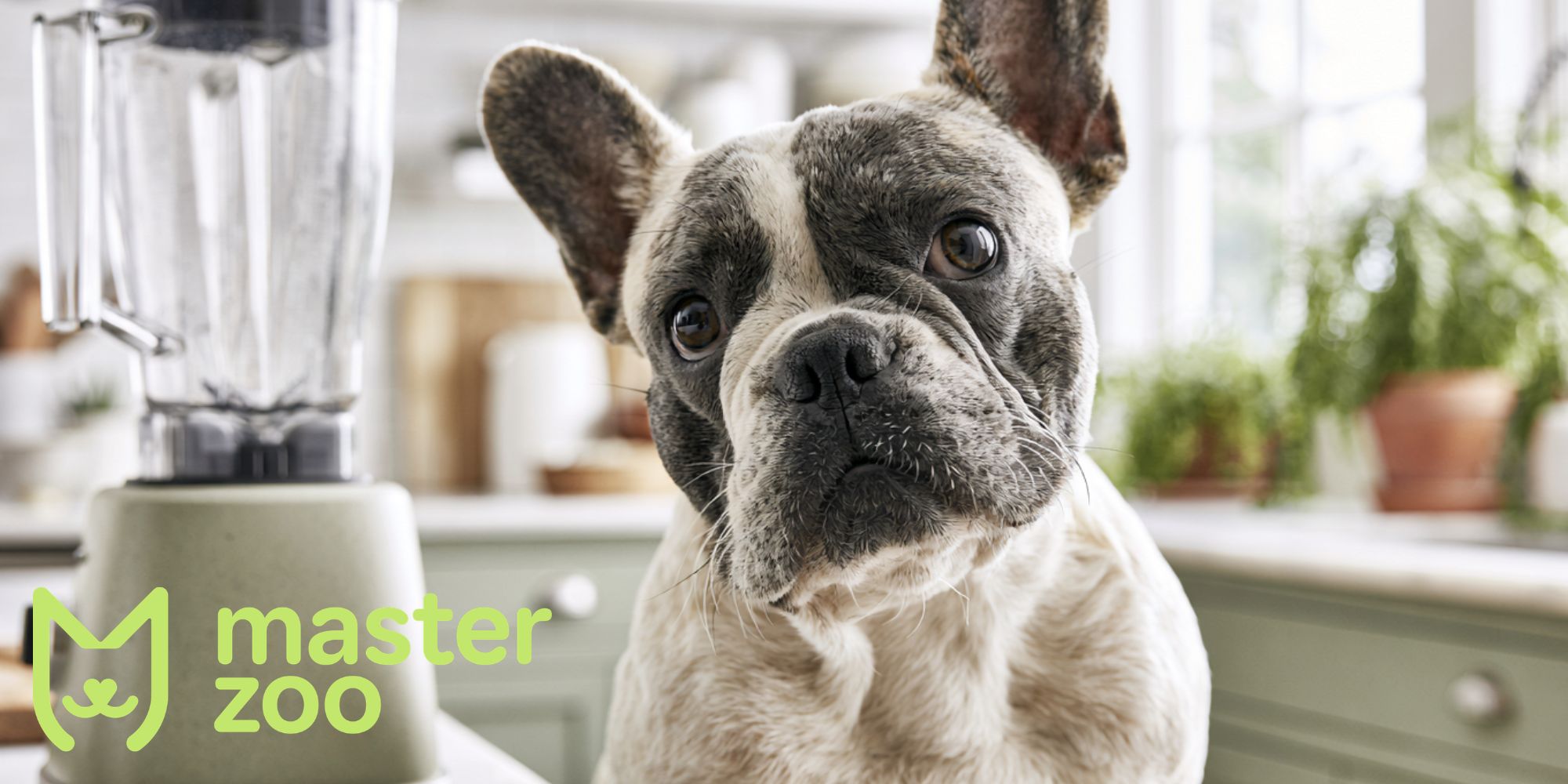як допомогти собаці позбутися страху | MasterZoo