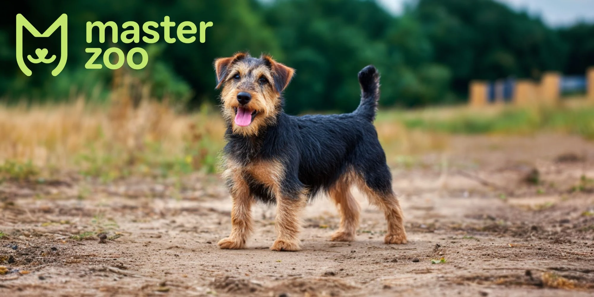 ягтер'єр характер | MasterZoo