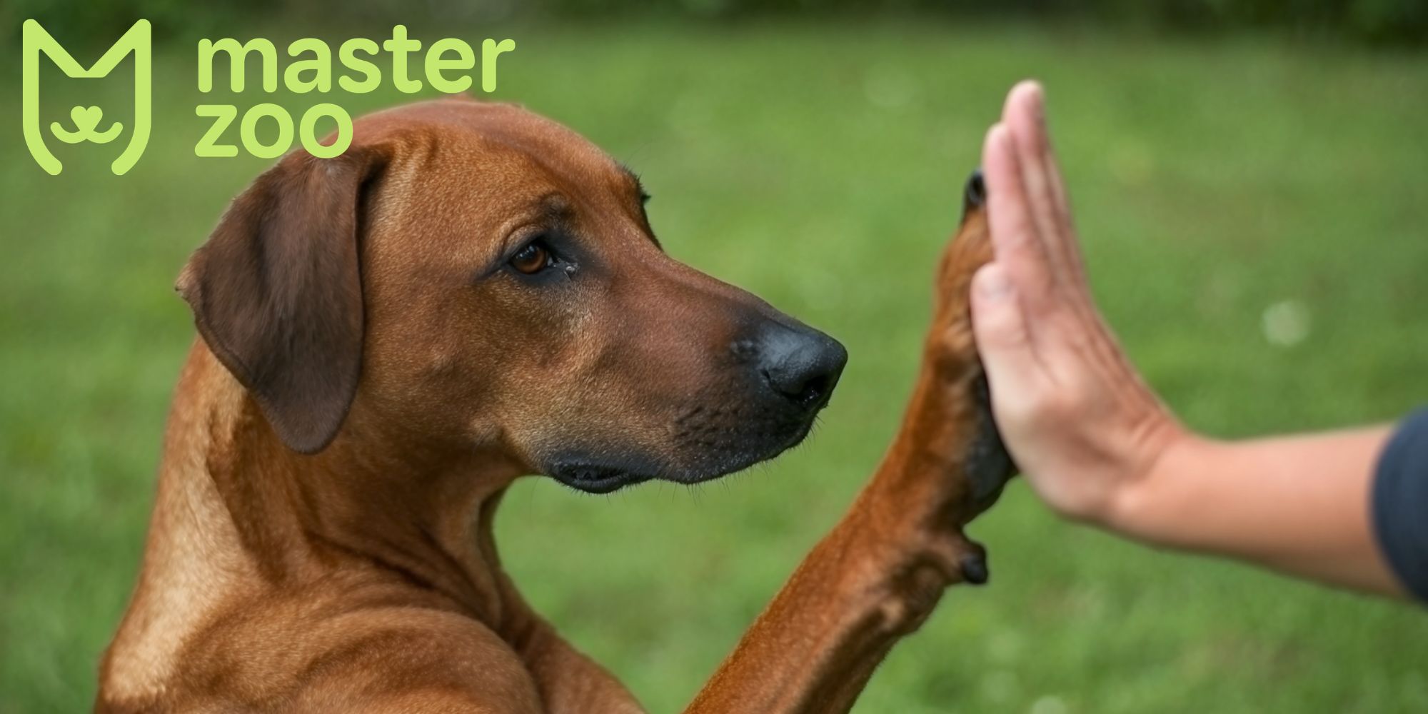 собака з людиною  | MasterZoo