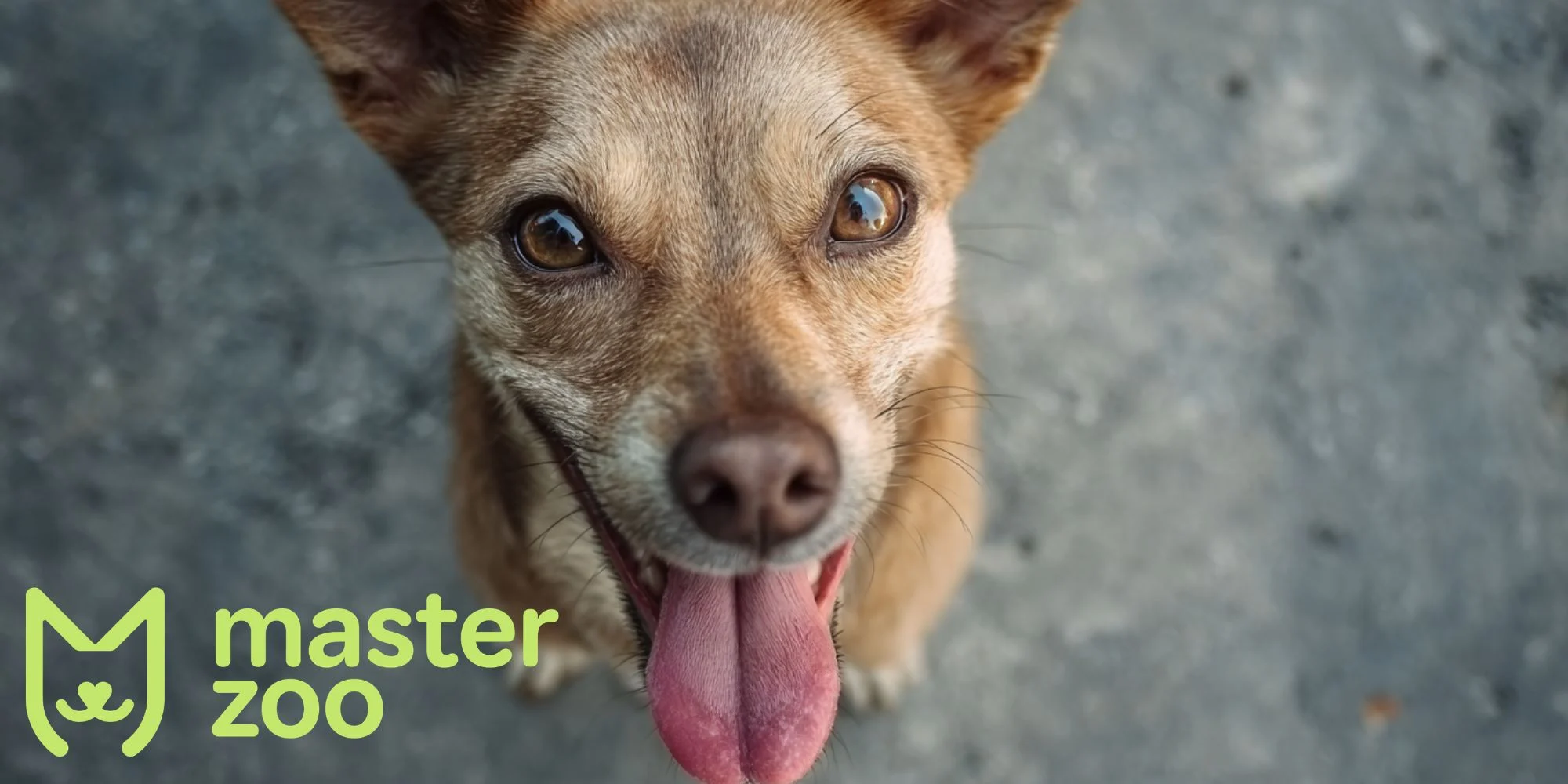 як відбувається зараженням сказом  |  MasterZoo