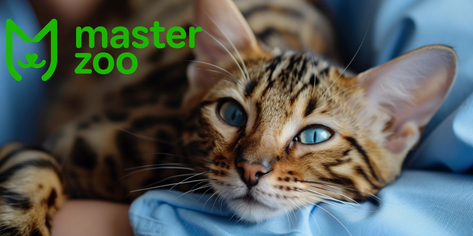 Кошка | Зоомагазин MasterZoo