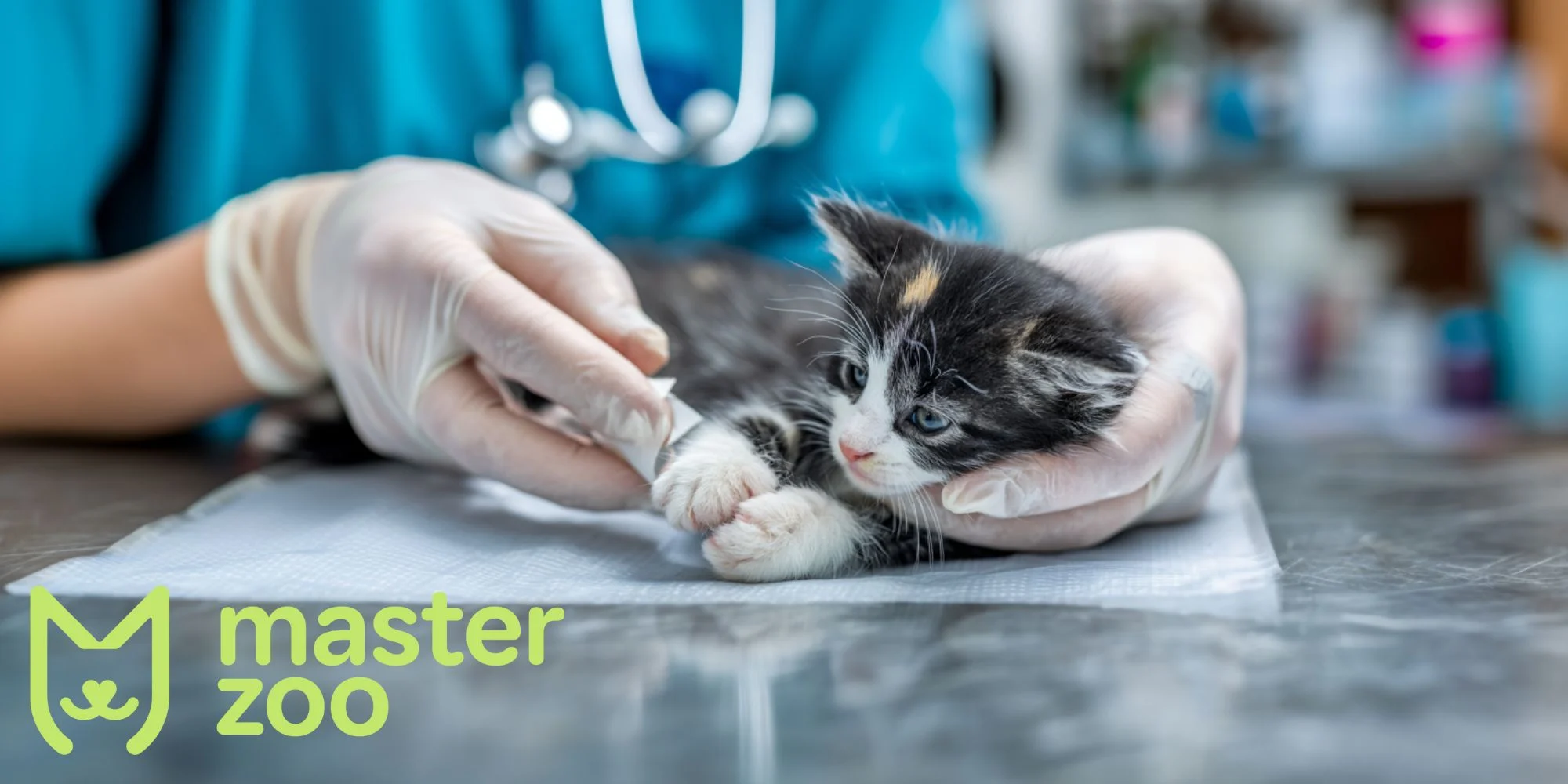 первая помощь кошке при перелом и вывехах | MasterZoo