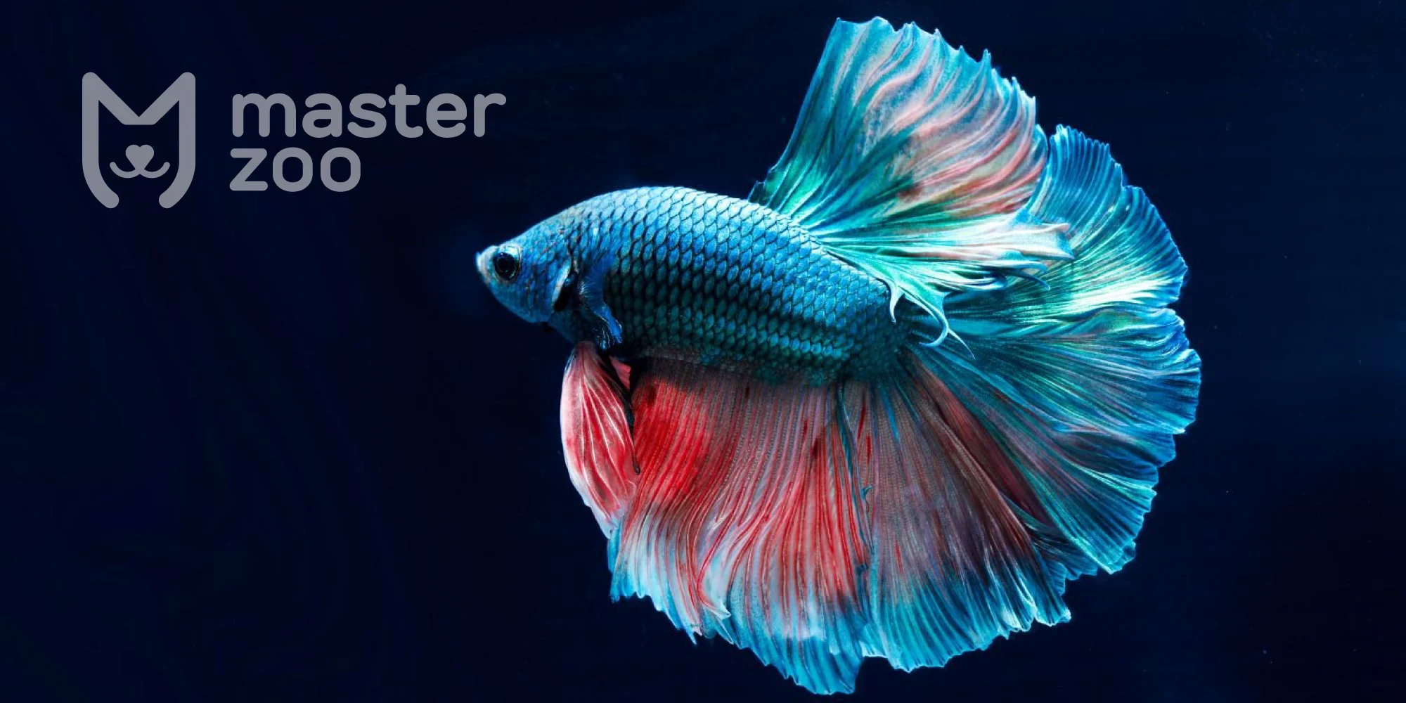 догляд та годування рибки півника | MasterZoo