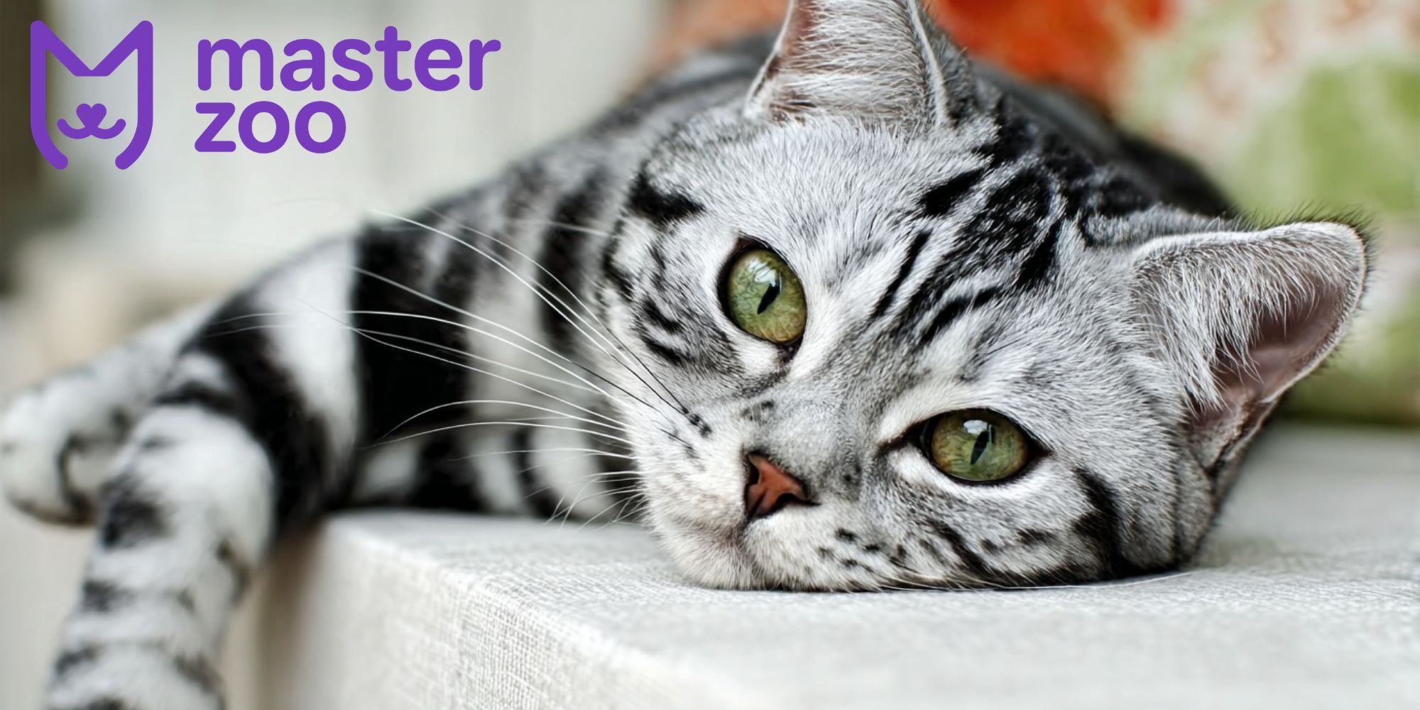 характер амереканської короткошерстої кішки | MasterZoo