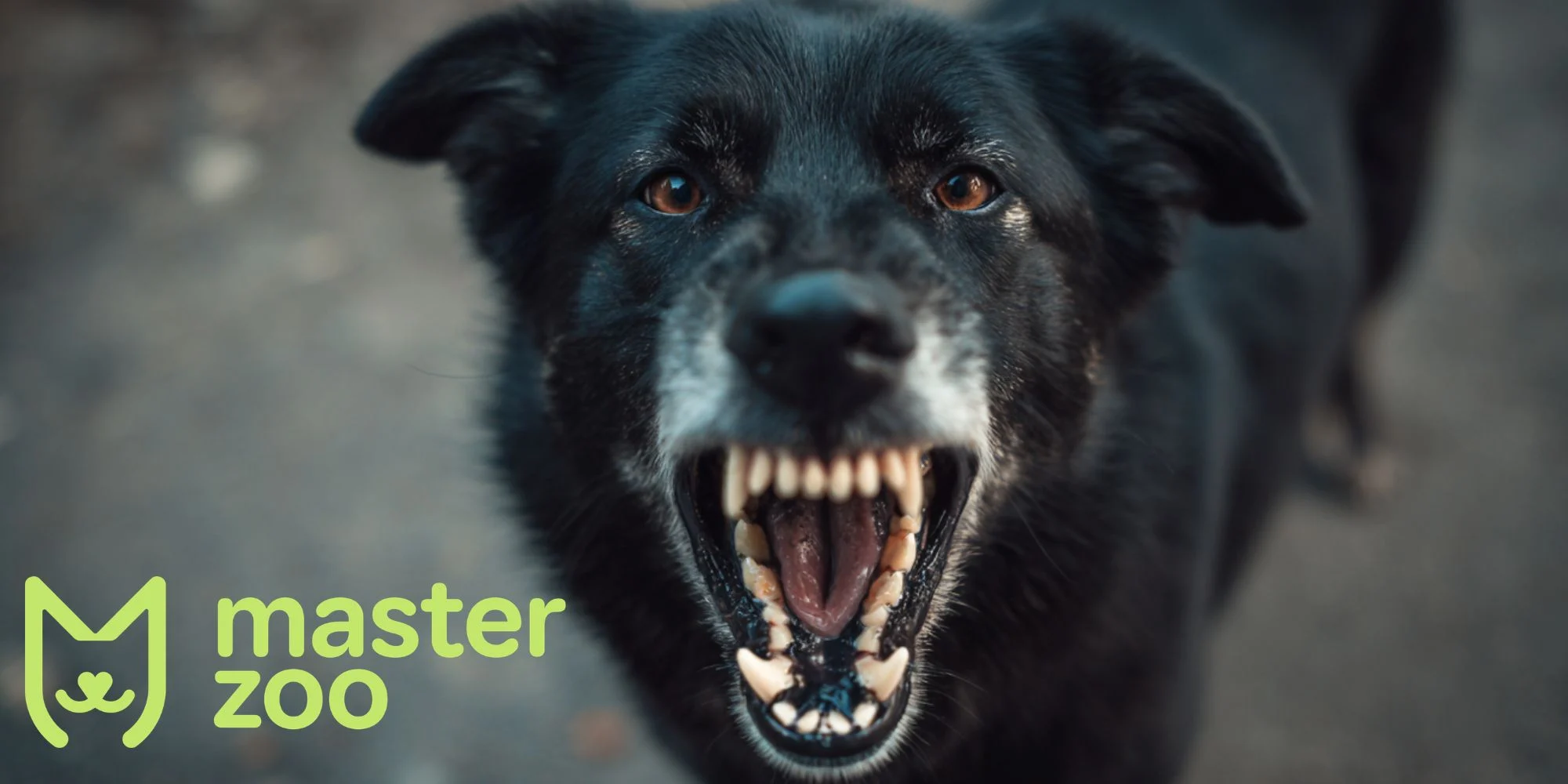 як відучити собаку кусатись | MasterZoo
