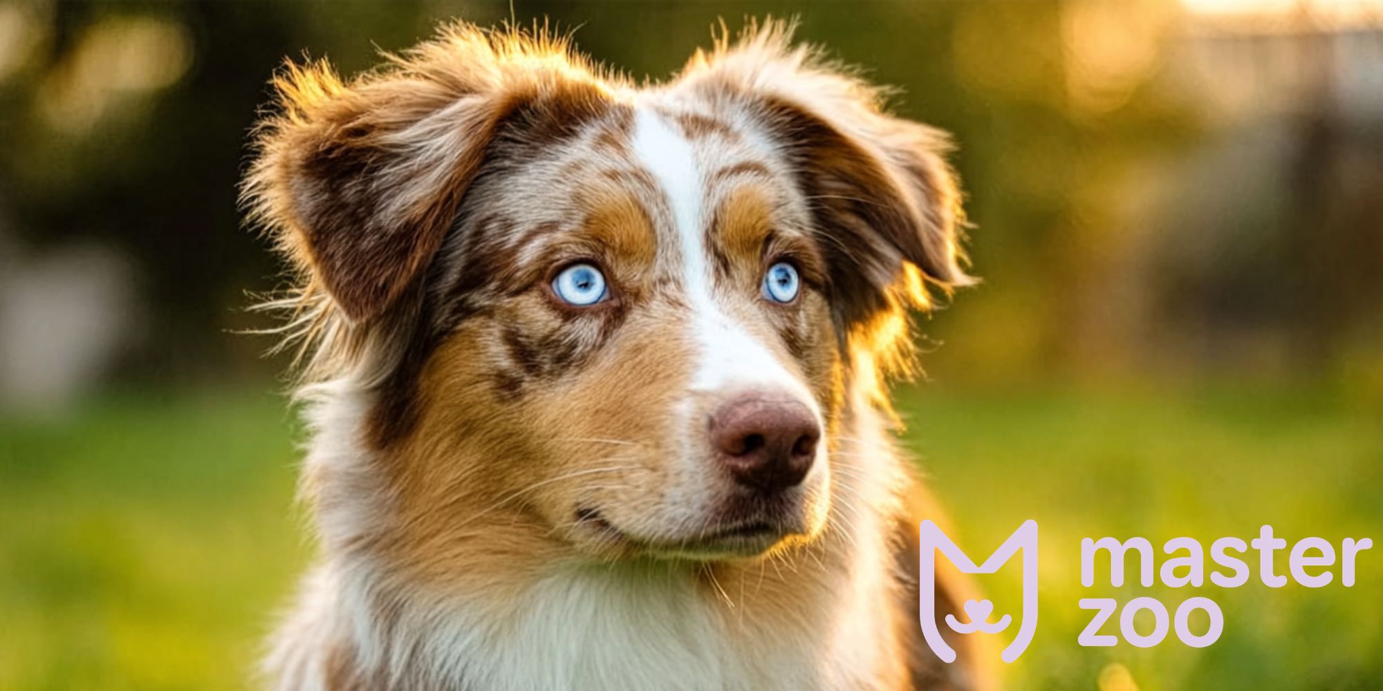 каким видят мир собаки | MasterZoo