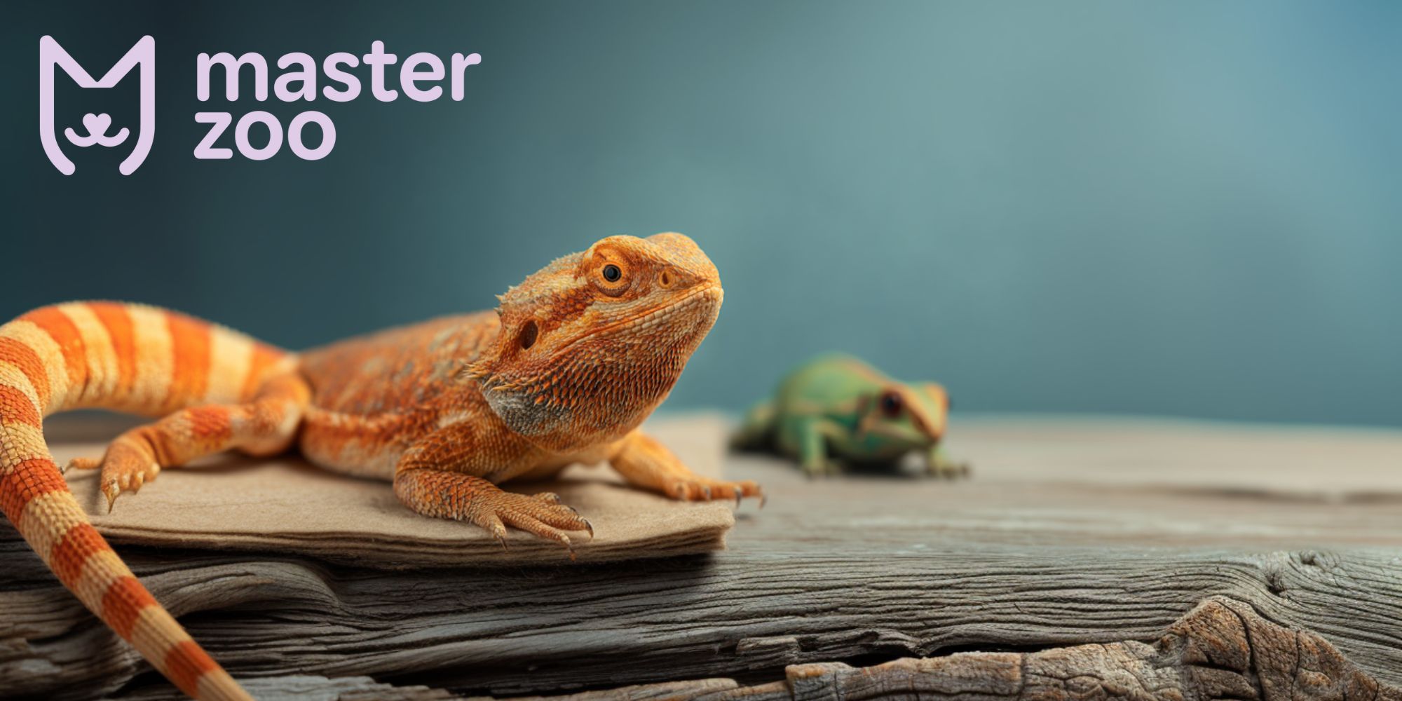 общение и приручение агамы бородатой| MasterZoo