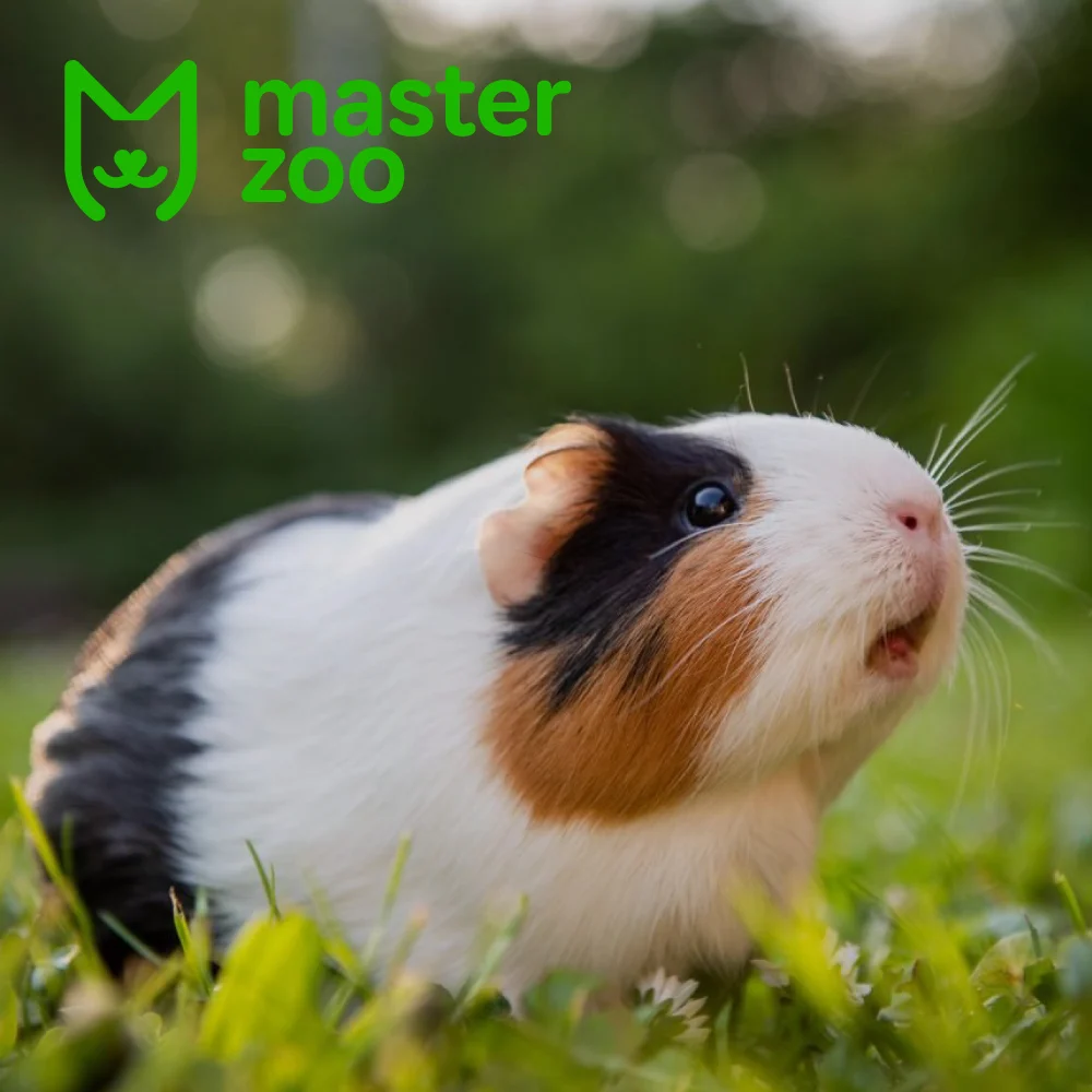 Американская морская свинка порода | Зоомагазин MasterZoo