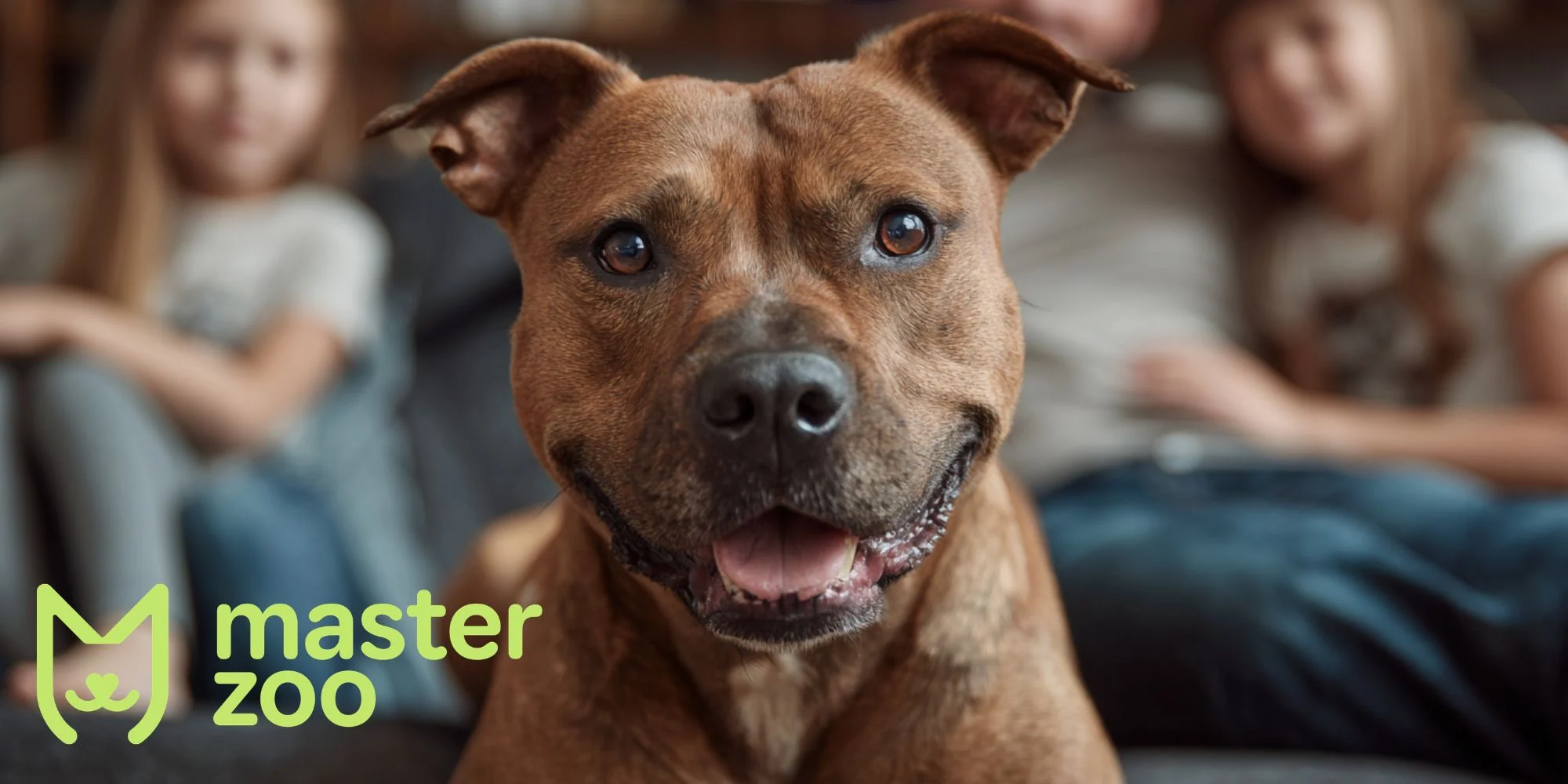 Стаффордширський бультер'єр | MasterZoo
