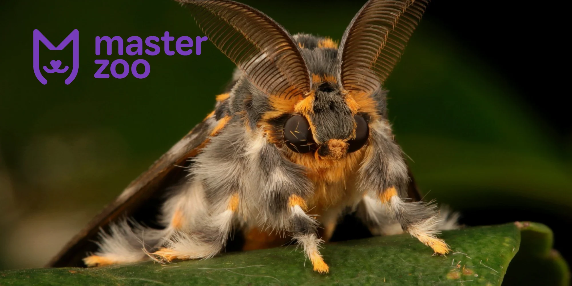 шовкопряд |  MasterZoo
