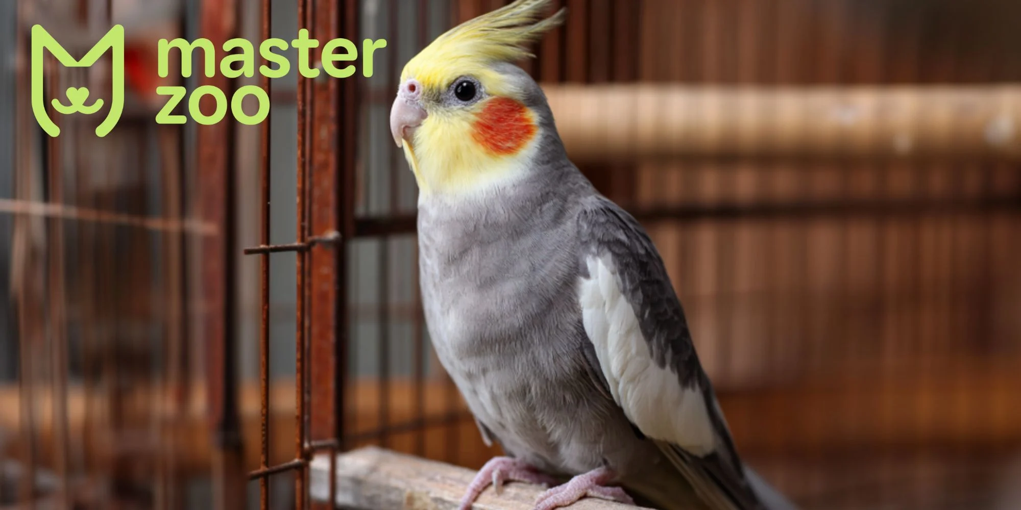 как выбоать кореллу | MasterZoo