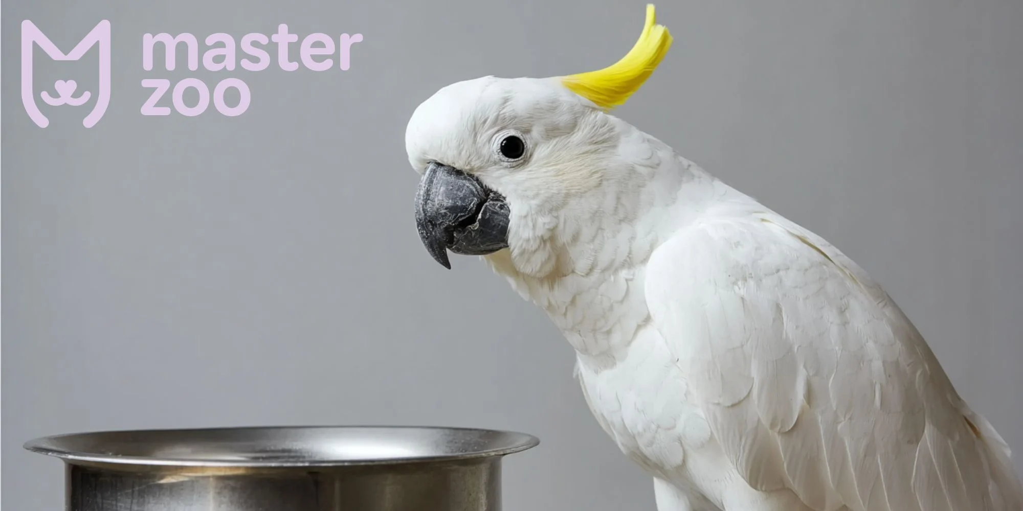 Какаду | MasterZoo