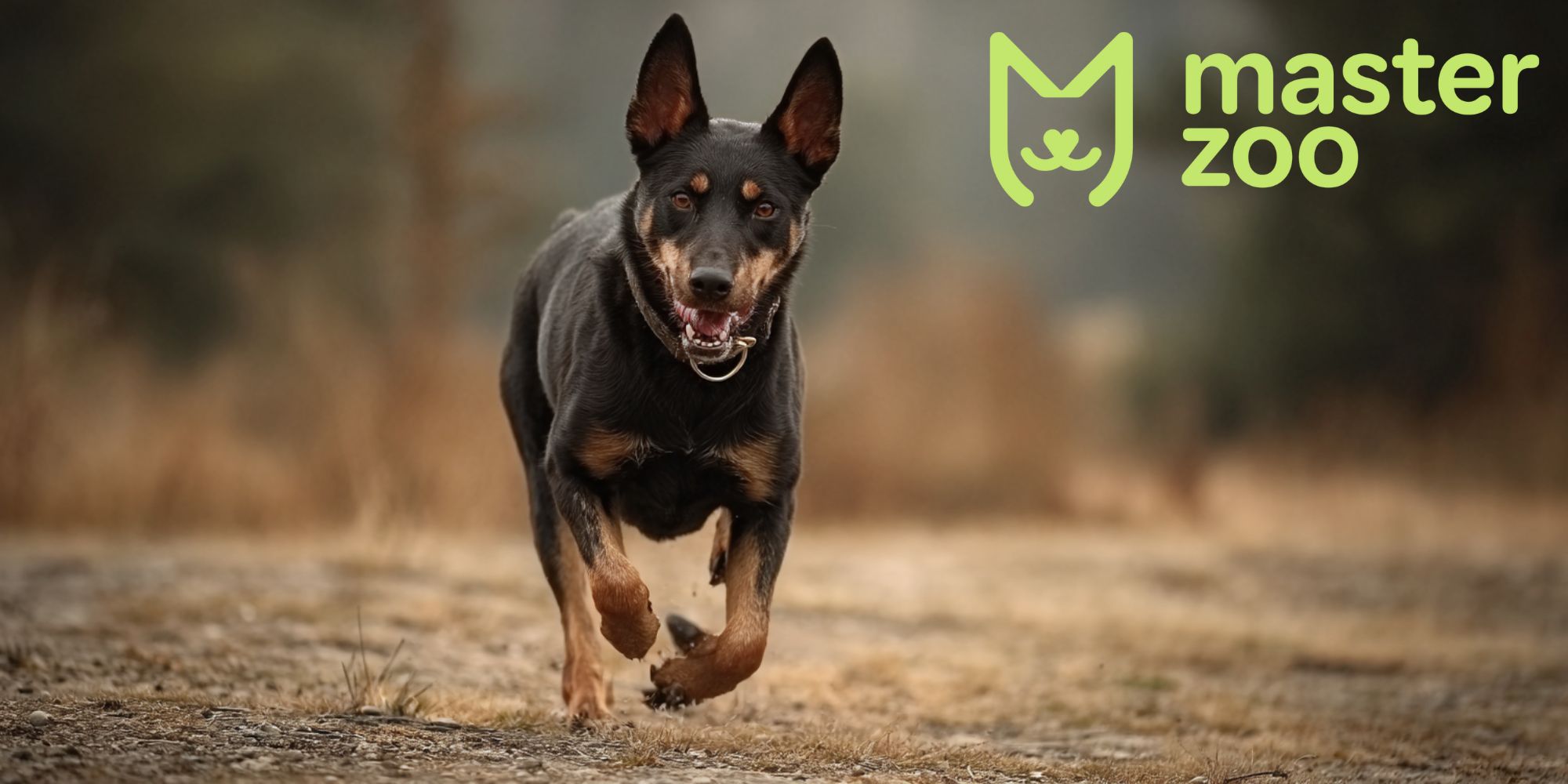 здоровья Австралийского келпи |  MasterZoo