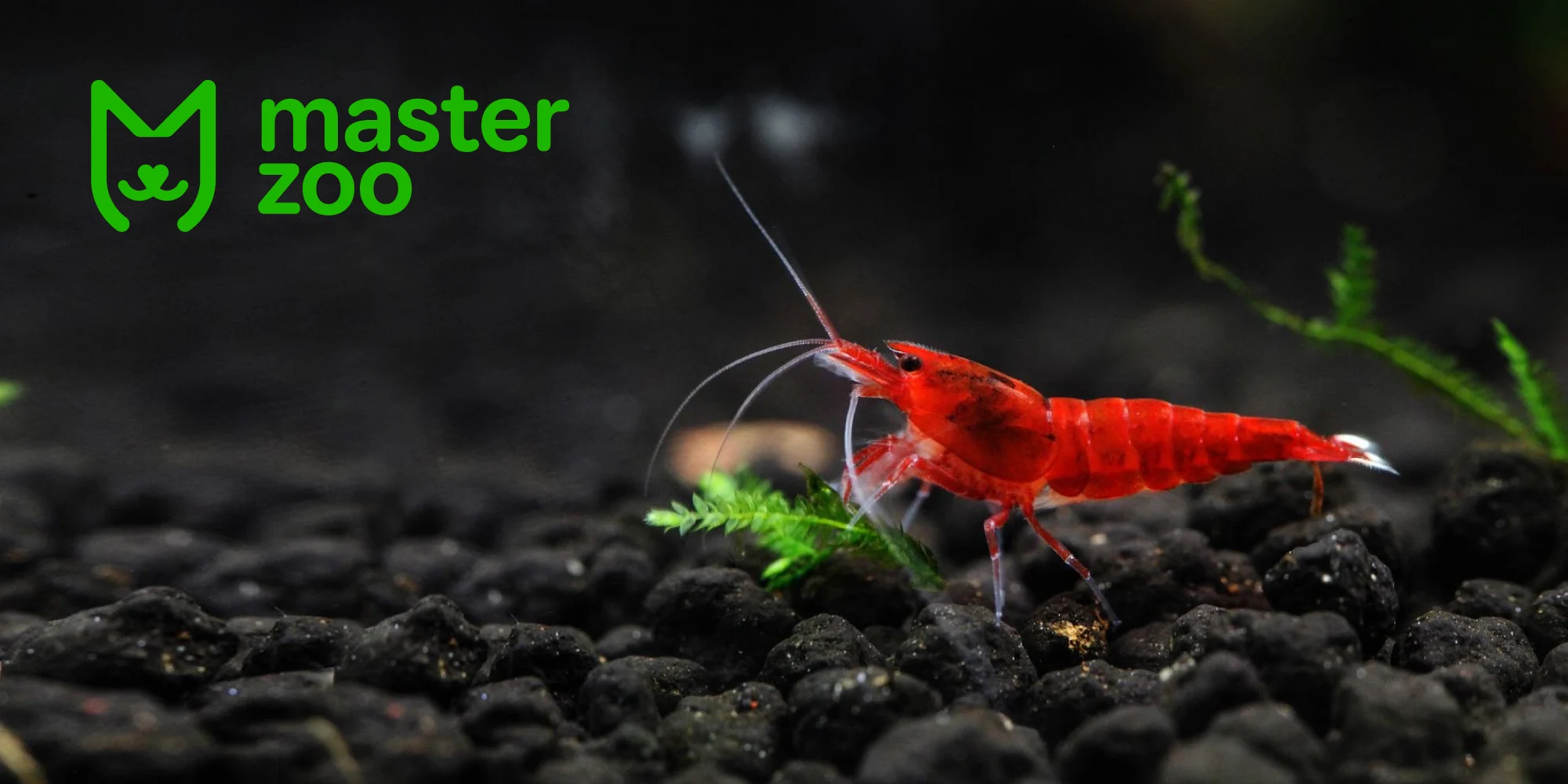 види акваріумних креветок | MasterZoo