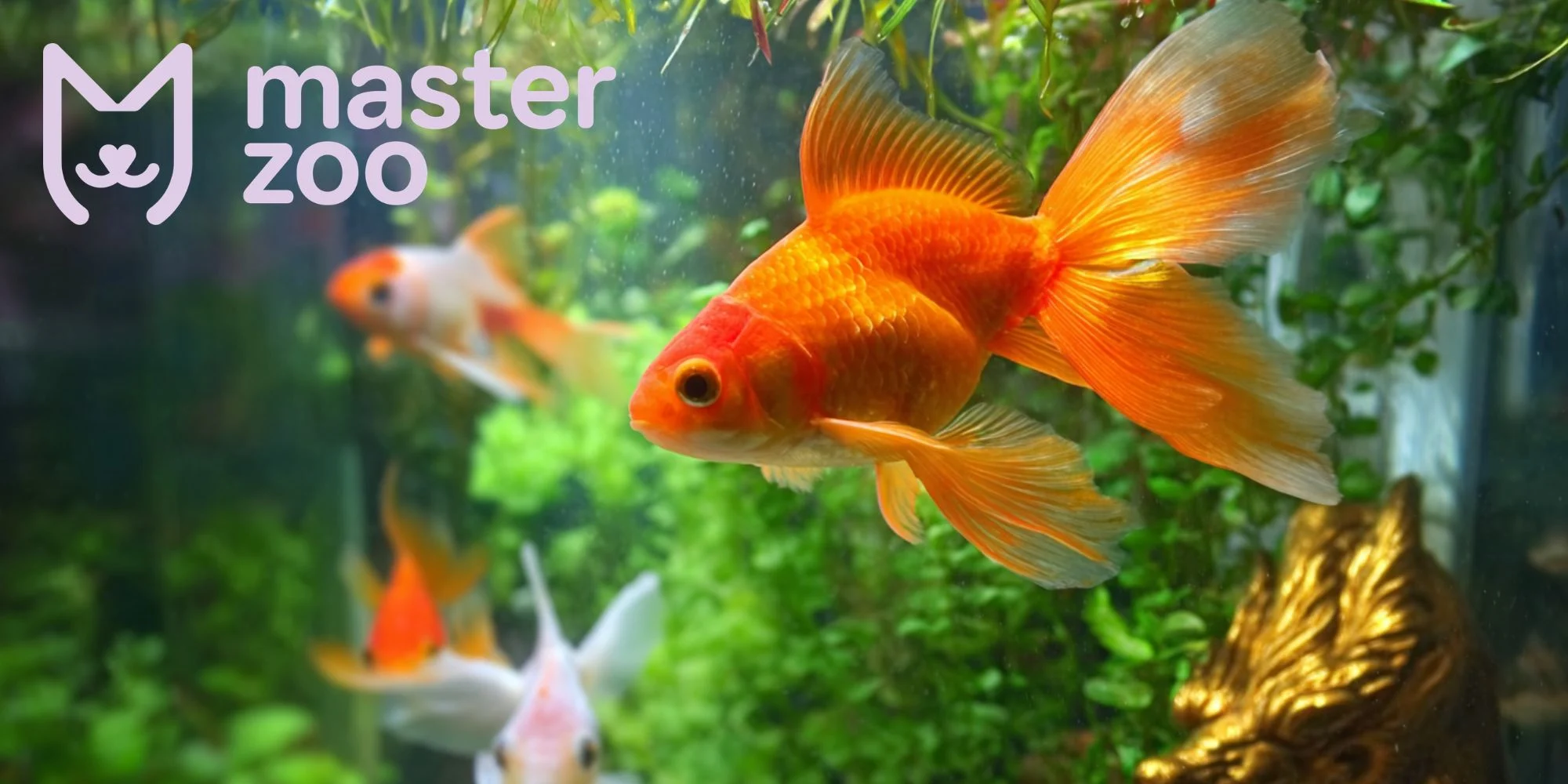 вуалохвіст | MasterZoo