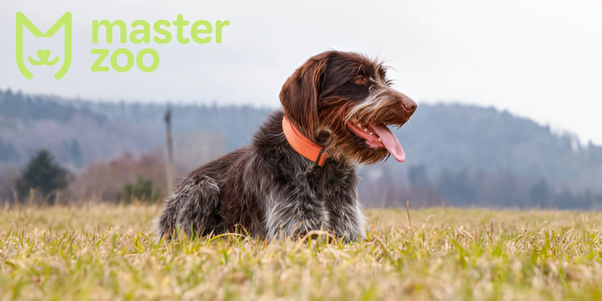 Дратхаар | MasterZoo