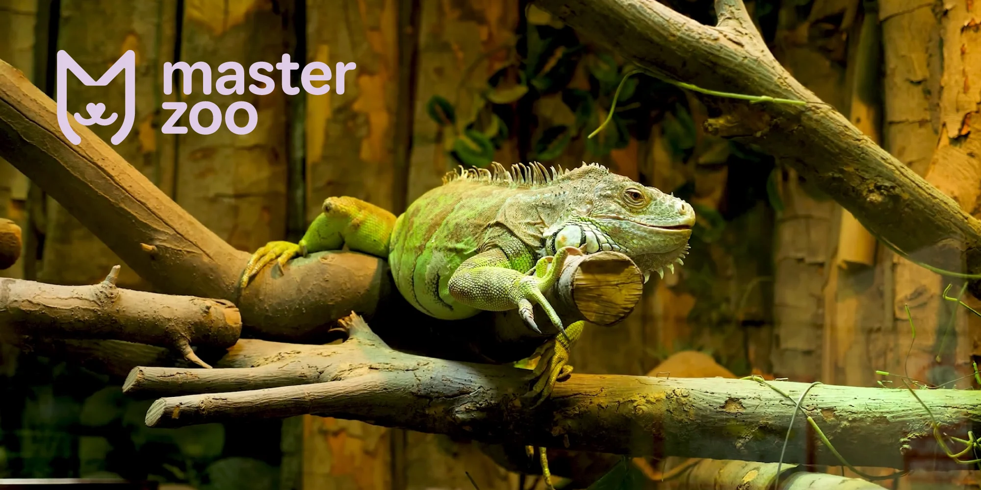 Ящірка в домашніх умовах | Зоомагазин MasterZoo