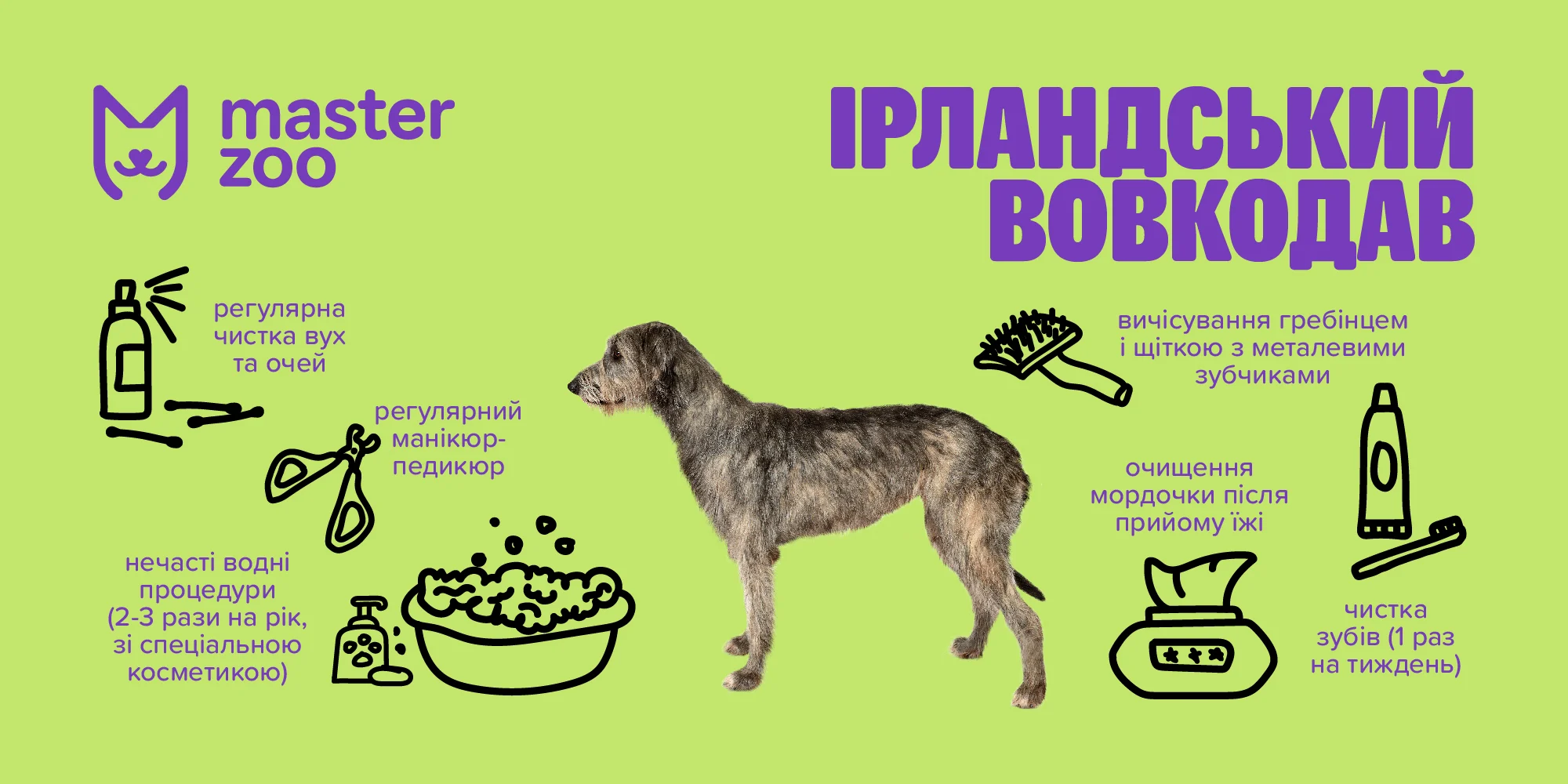 Ірландський вовкодав | MasterZoo