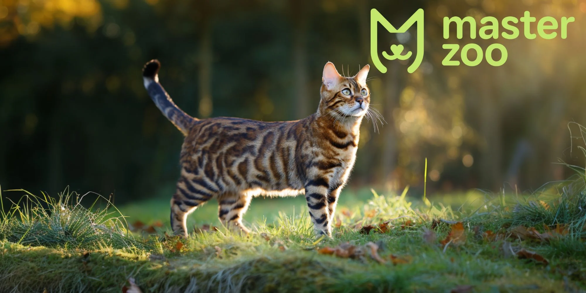зовнішній вигляд бенгальського кота  | MasterZoo