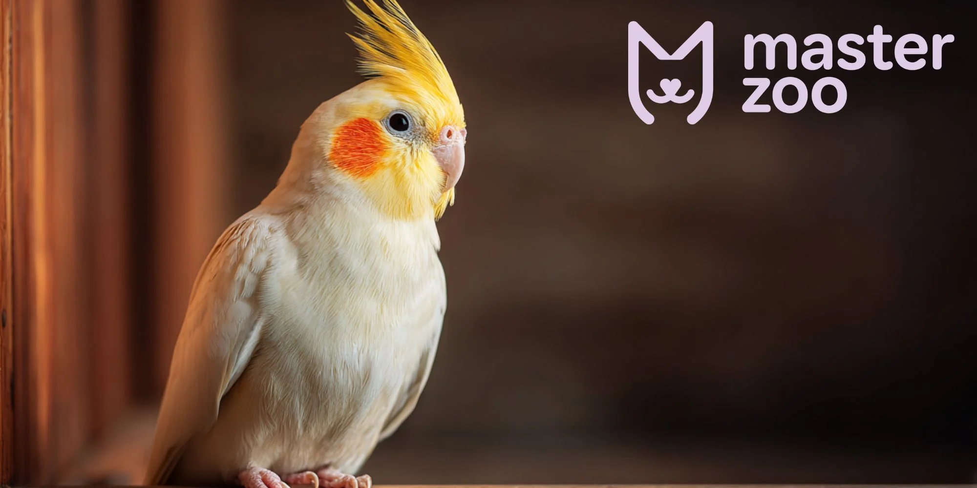 Корела | MasterZoo