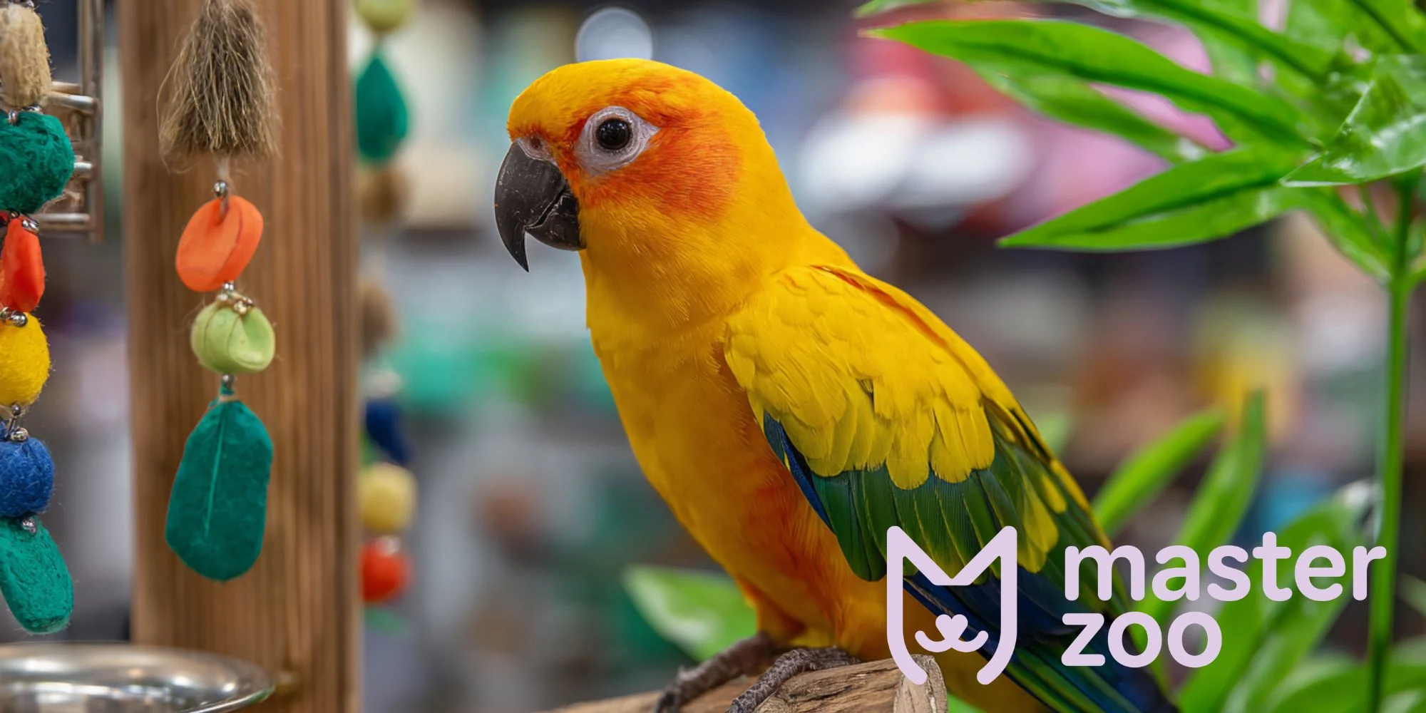 розелла | MasterZoo