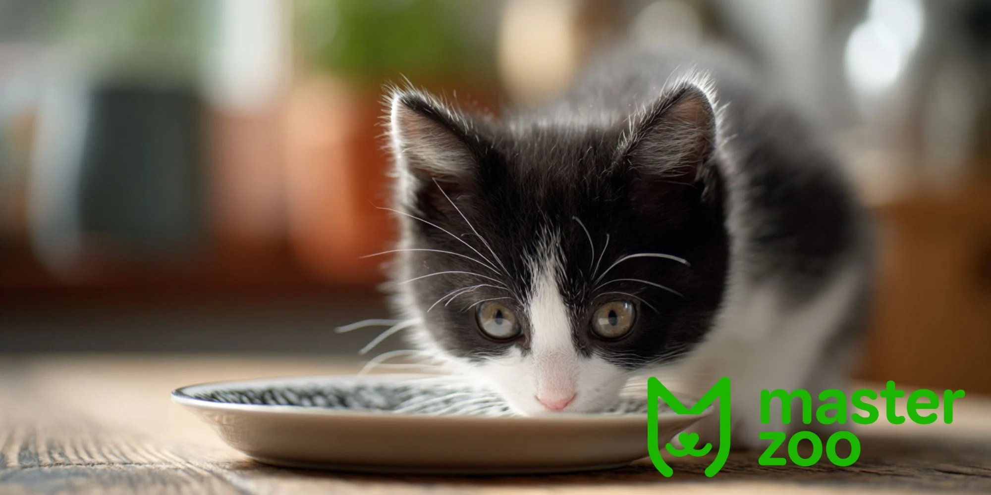 як вибрати корм для кошеняти | MasterZoo