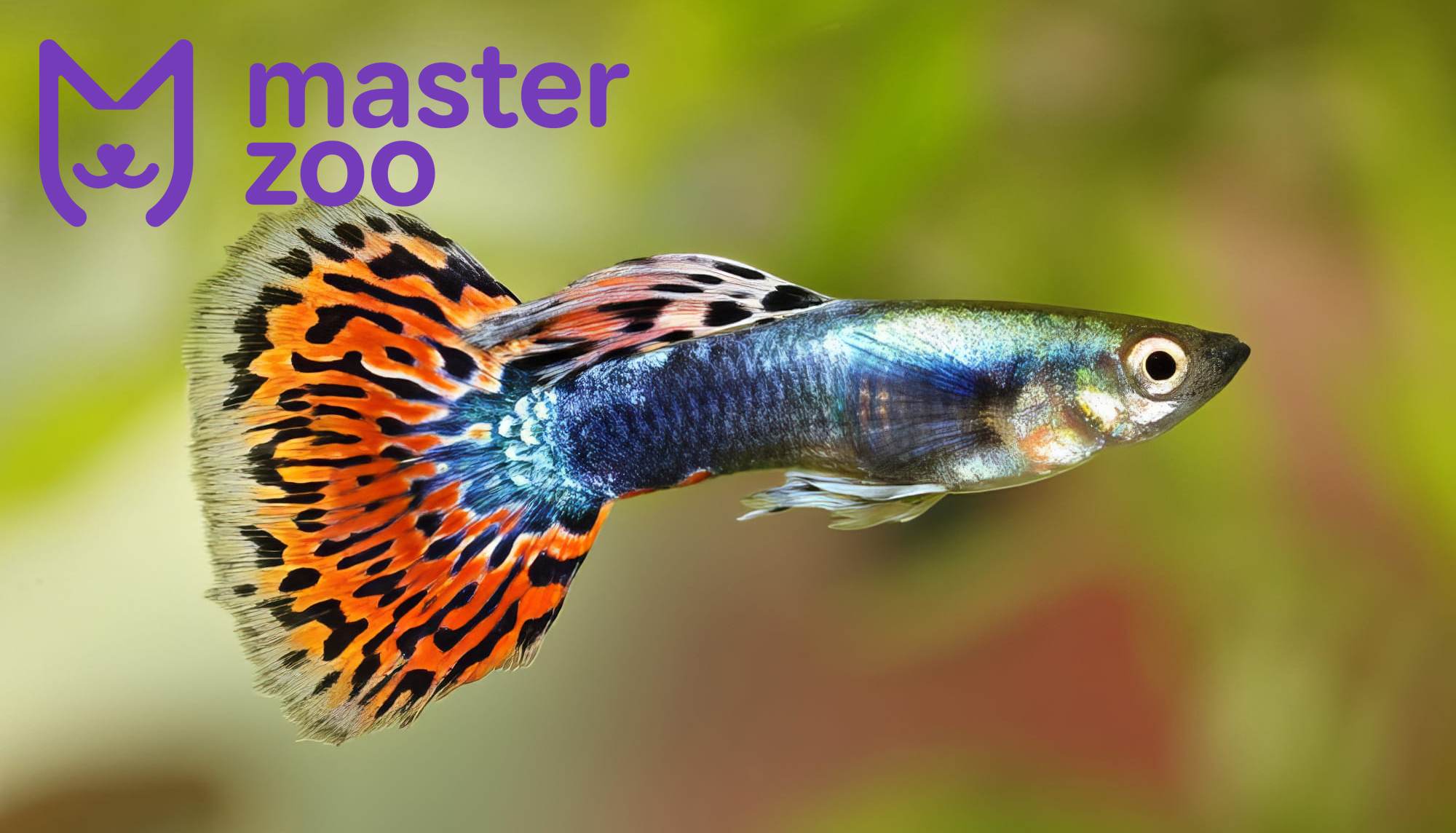Гуппи | Зоомагазин MasterZoo