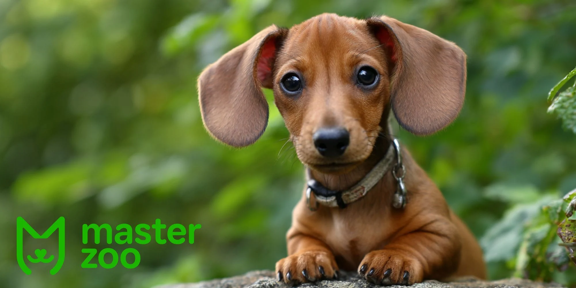 догляд за цуценятами такси | MasterZoo