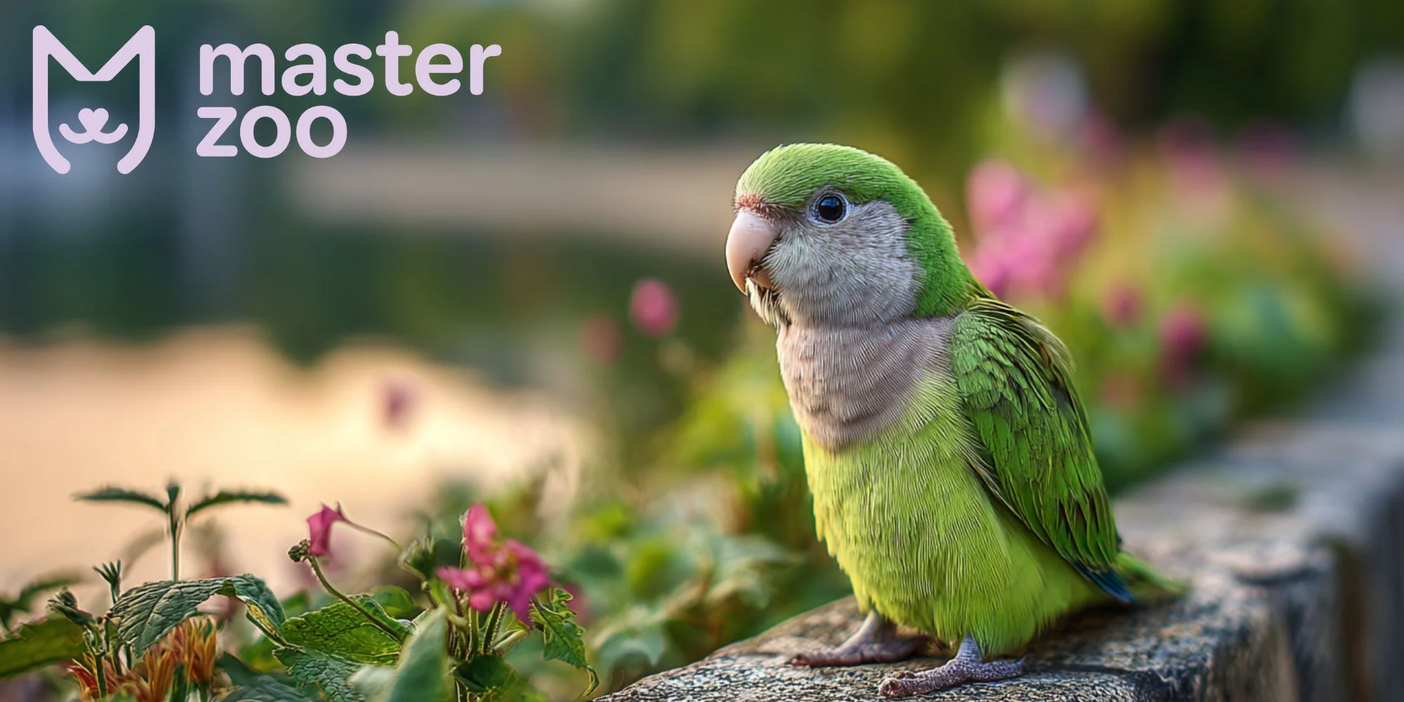 папуга квакер | MasterZoo
